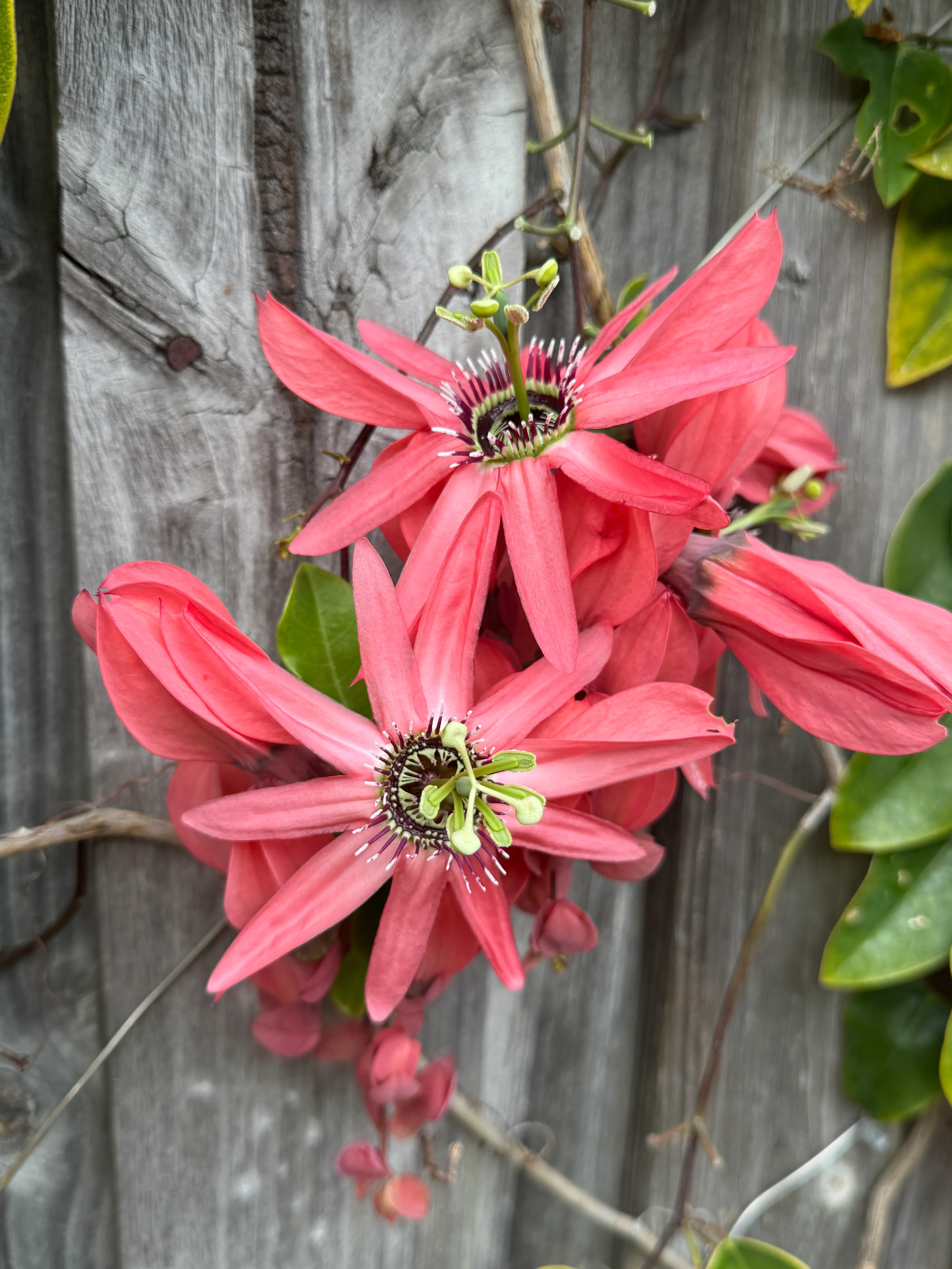 Passiflora racemosa Coral Flame Ornamental Flowering Passionfruit - Image 4