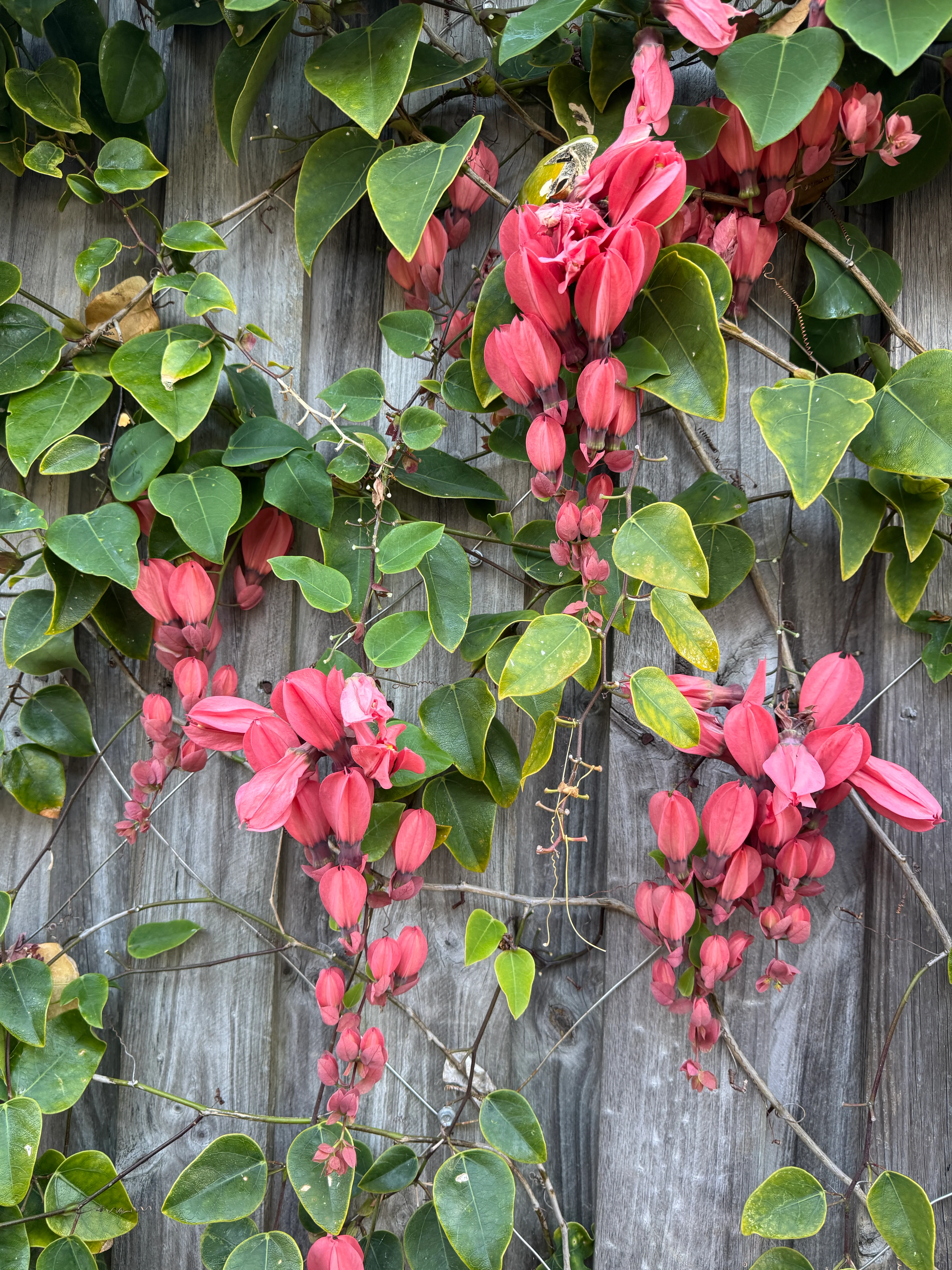 Passiflora racemosa Coral Flame Ornamental Flowering Passionfruit - Image 5