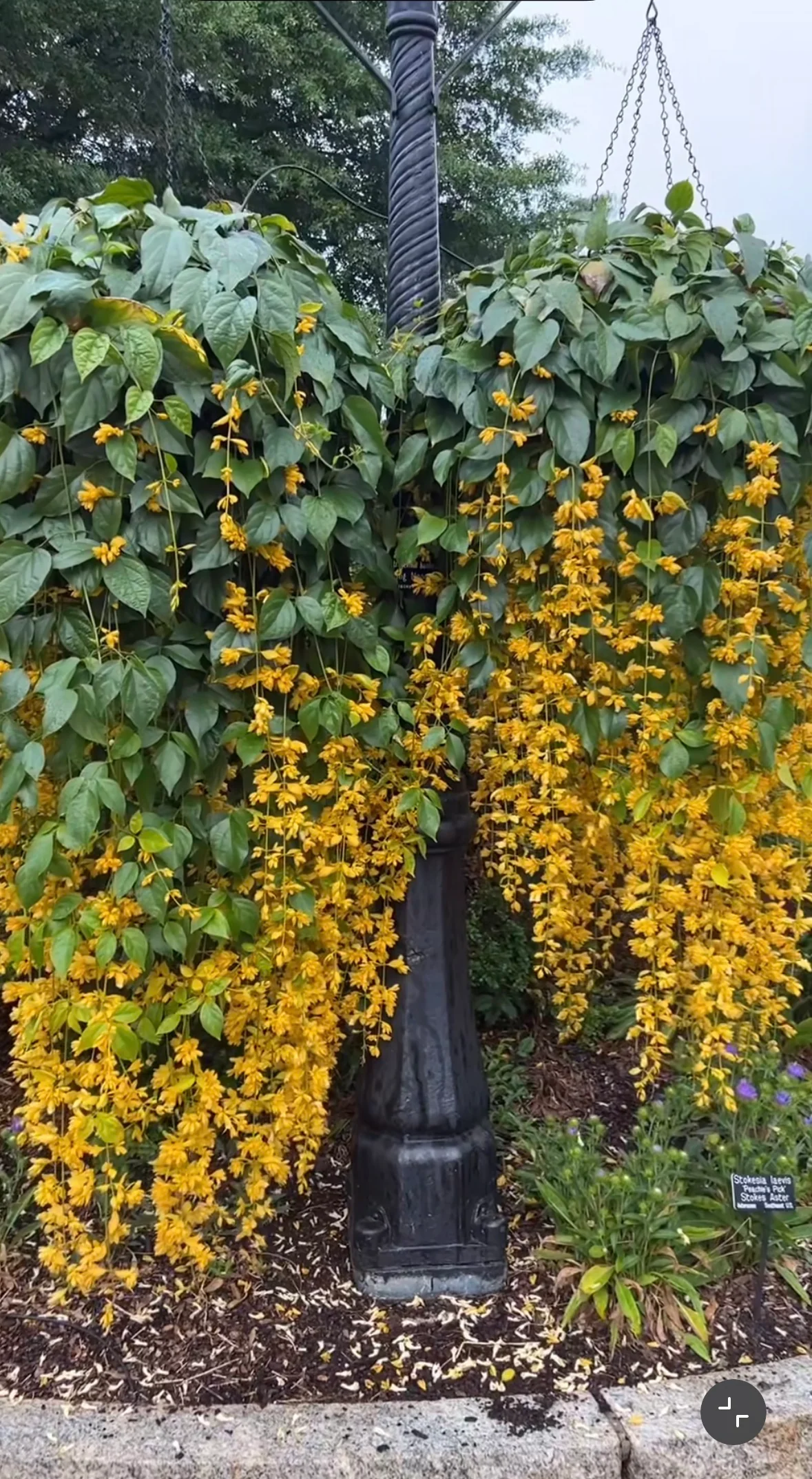 Petraeovitex bambusetorum Nong Nooch Vine - growing - pre-order in store for December 26