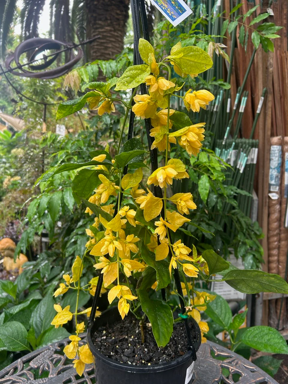 Petraeovitex bambusetorum Nong Nooch Vine - growing - pre-order in store for December 26 - Image 2