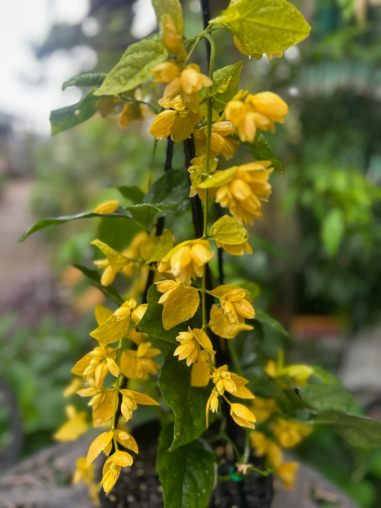 Petraeovitex bambusetorum Nong Nooch Vine - growing - pre-order in store for December 26 - Image 3