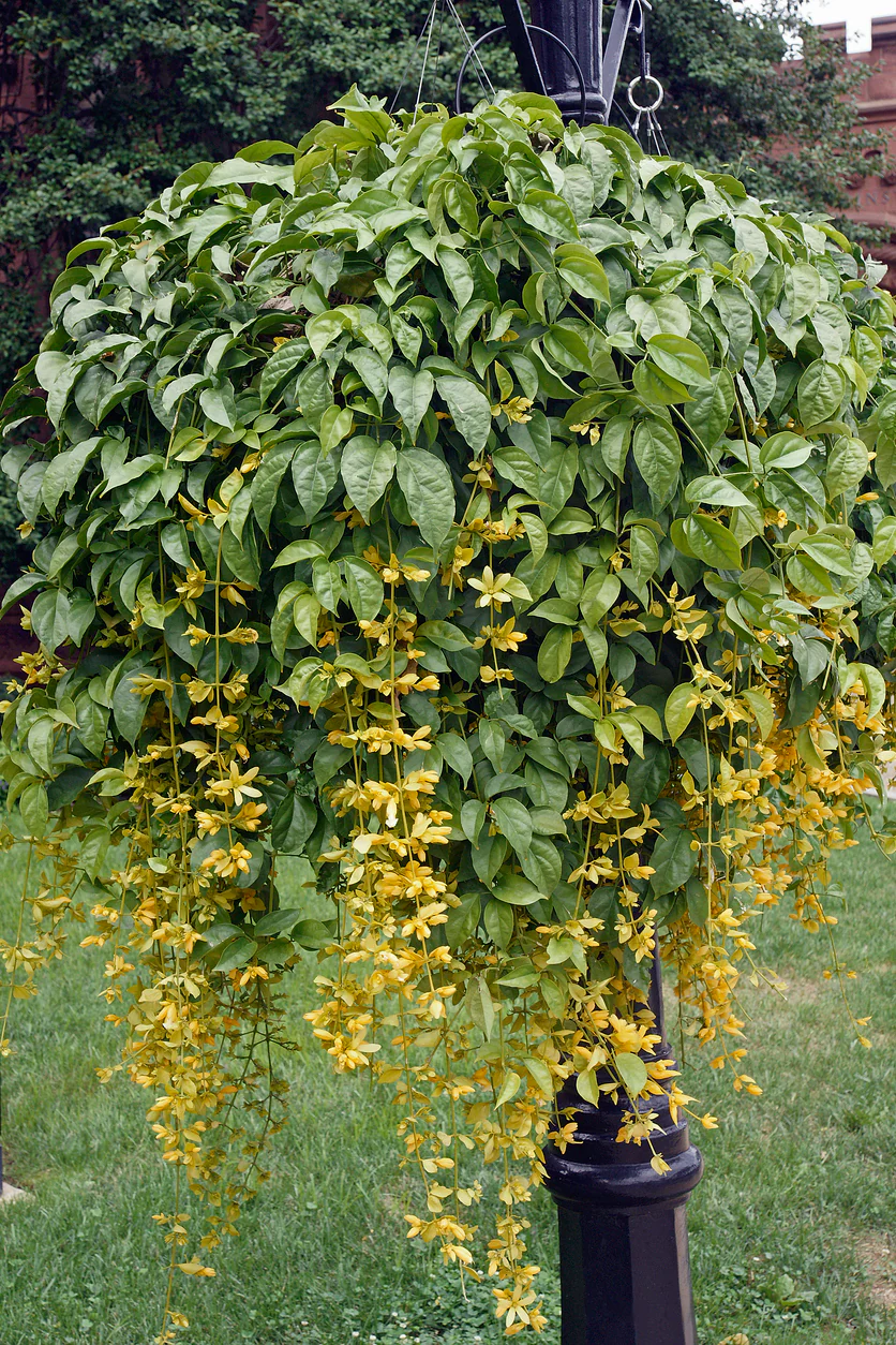 Petraeovitex bambusetorum Nong Nooch Vine - growing - pre-order in store for December 26 - Image 4