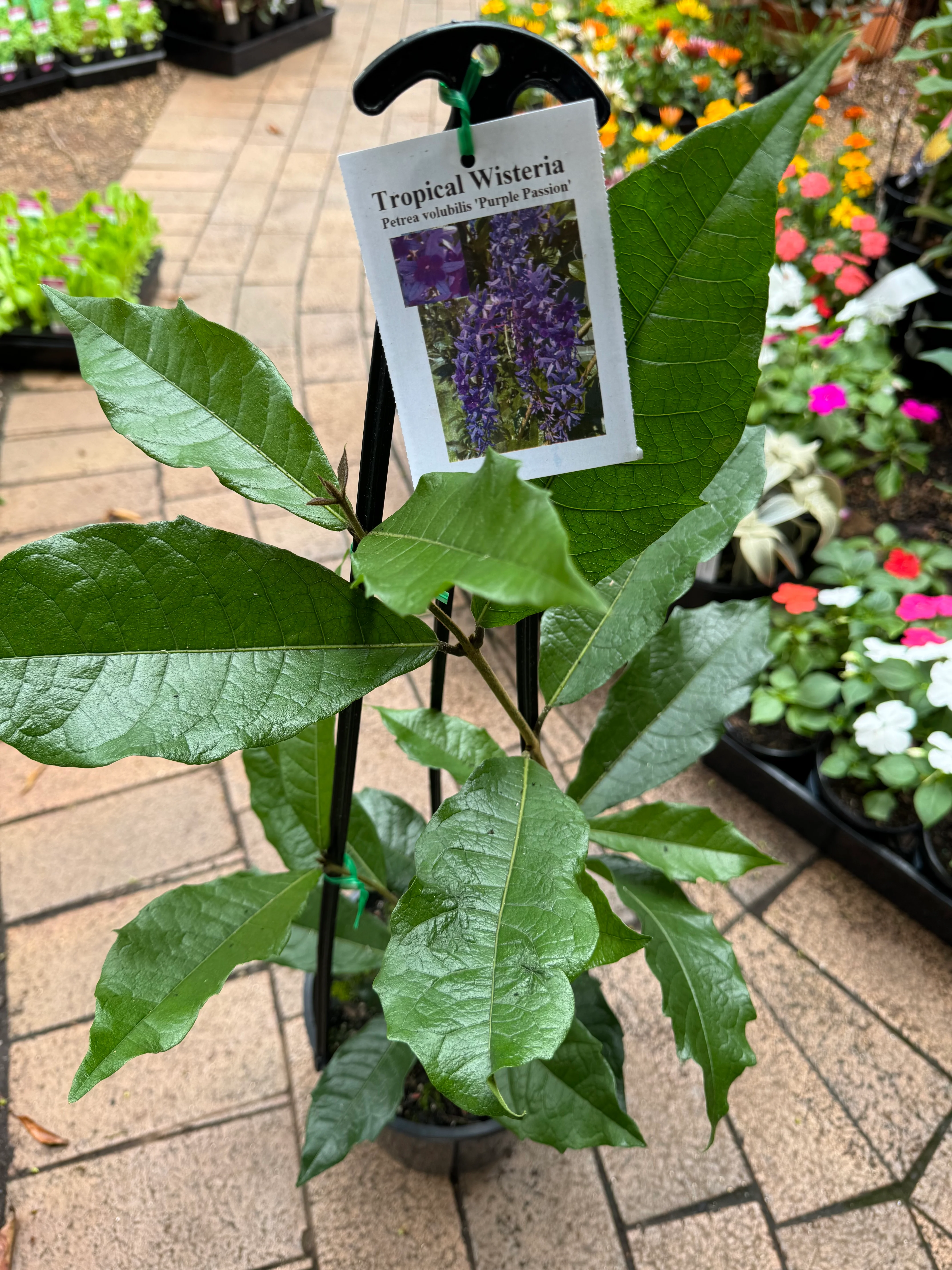 Petrea volubilis Purple Passion Tropical Wisteria Evergreen Wisteria Sandpaper Vine Purple Wreath - Image 3