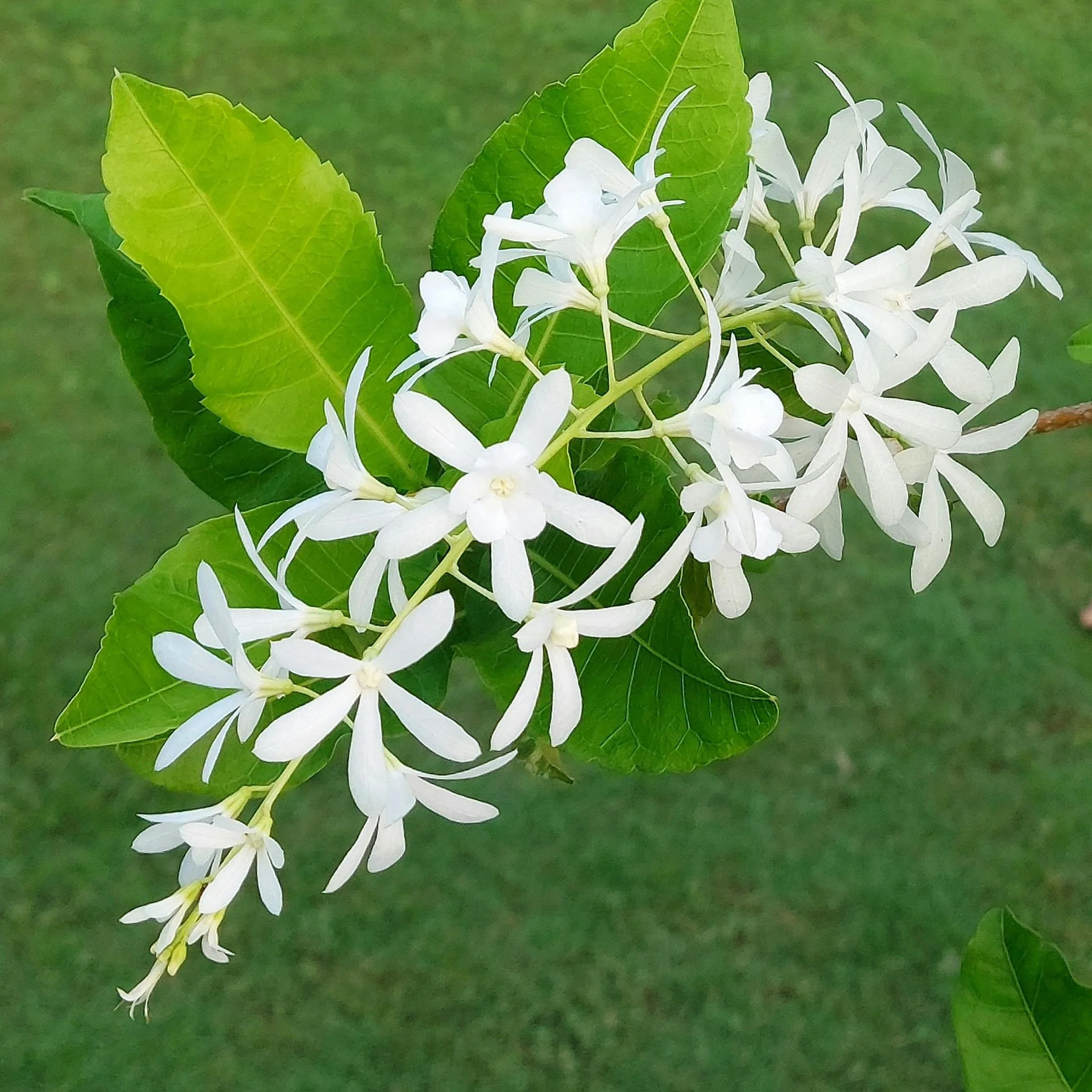Petrea volubilis alba White Tropical Wisteria Evergreen Wisteria Sandpaper Vine - Image 2