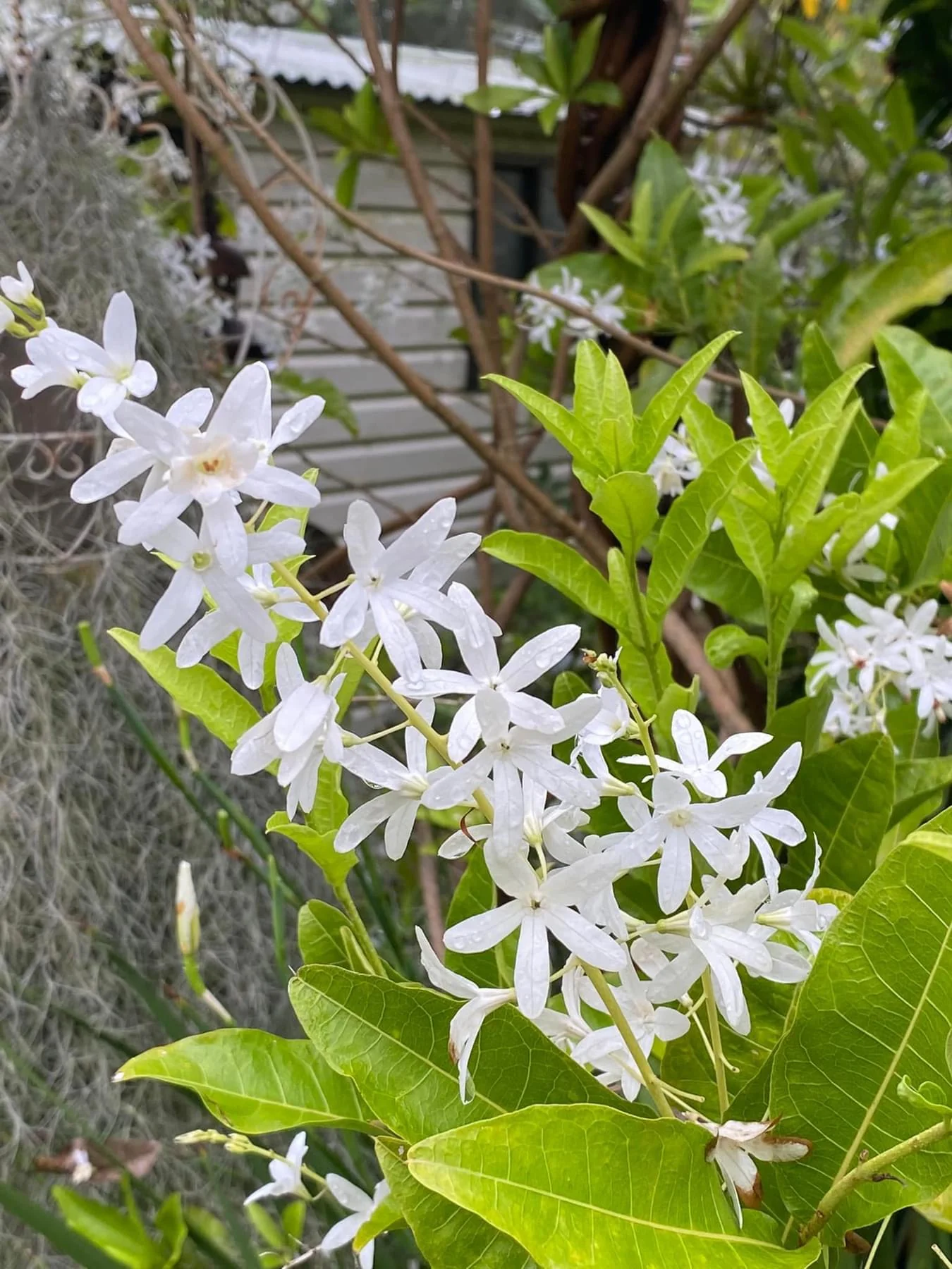 Petrea volubilis alba White Tropical Wisteria Evergreen Wisteria Sandpaper Vine - Image 3