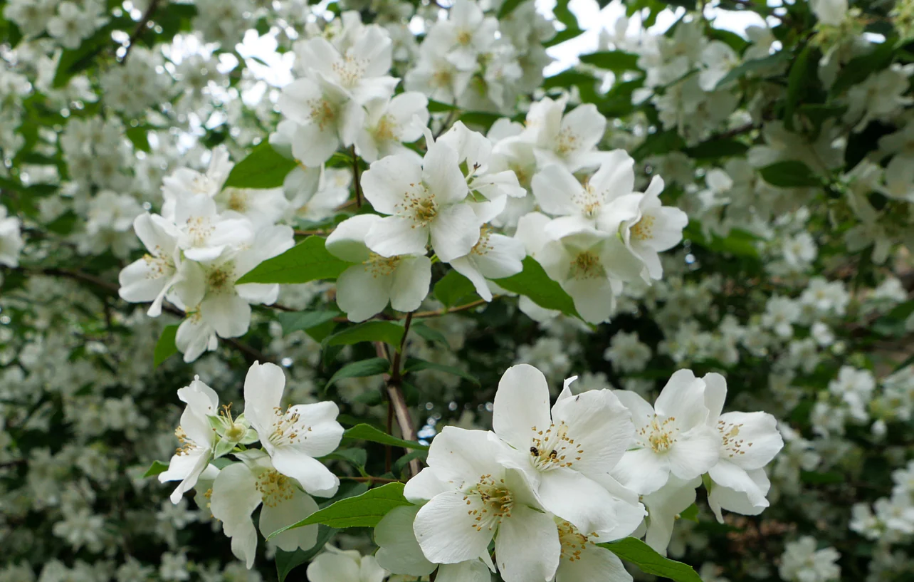 Philadelphus mexicanus Mexican Mock  - pruned back - Image 2