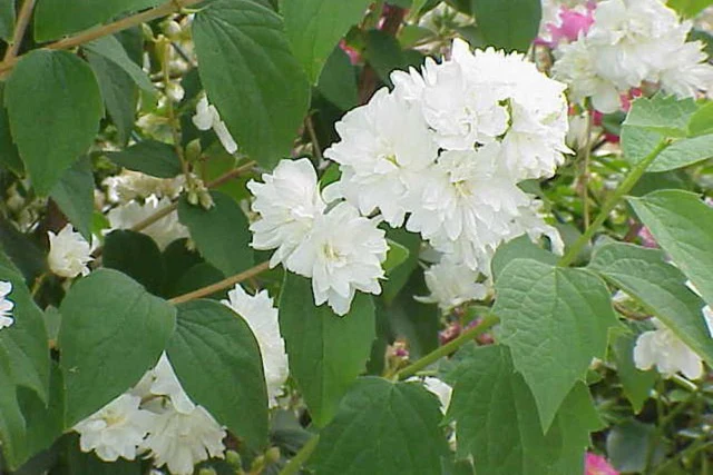 Philadelphus virginalis Flore Pleno Double White Mock Orange