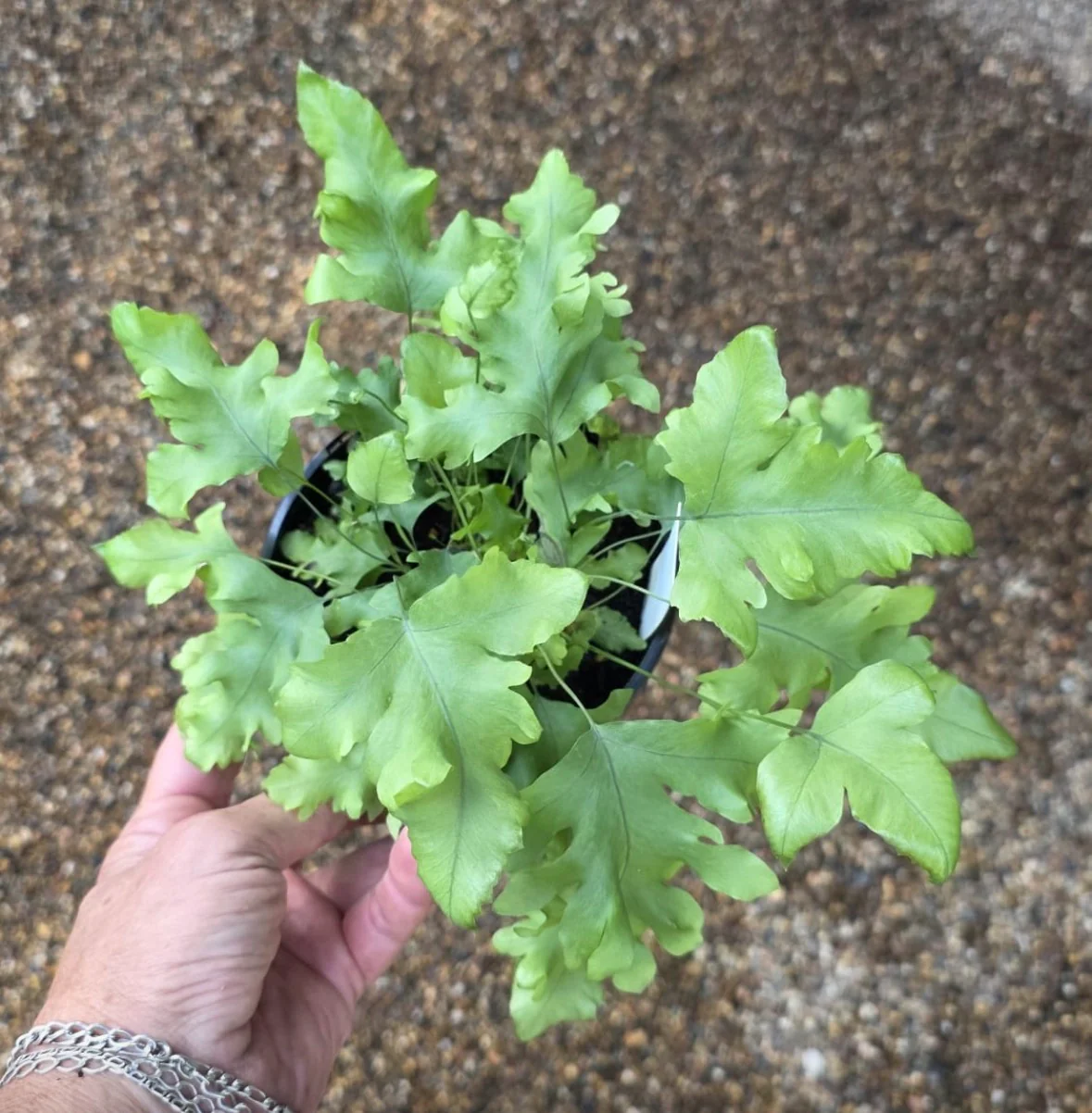 Phlebodium aurea Mandaianum - Frilly Blue Star Fern