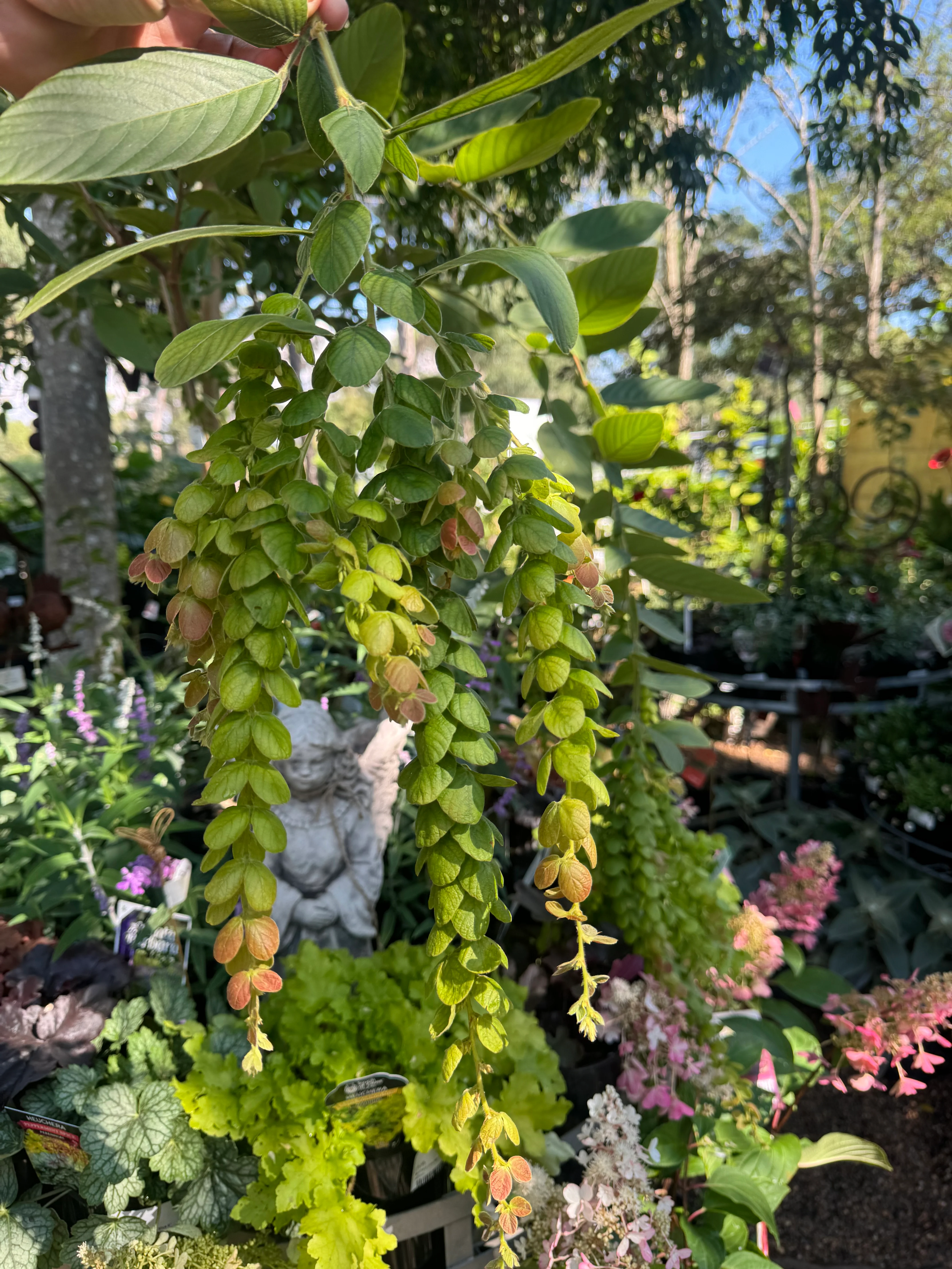 Phyllodium pulchellum Pangolin Plant - Image 6
