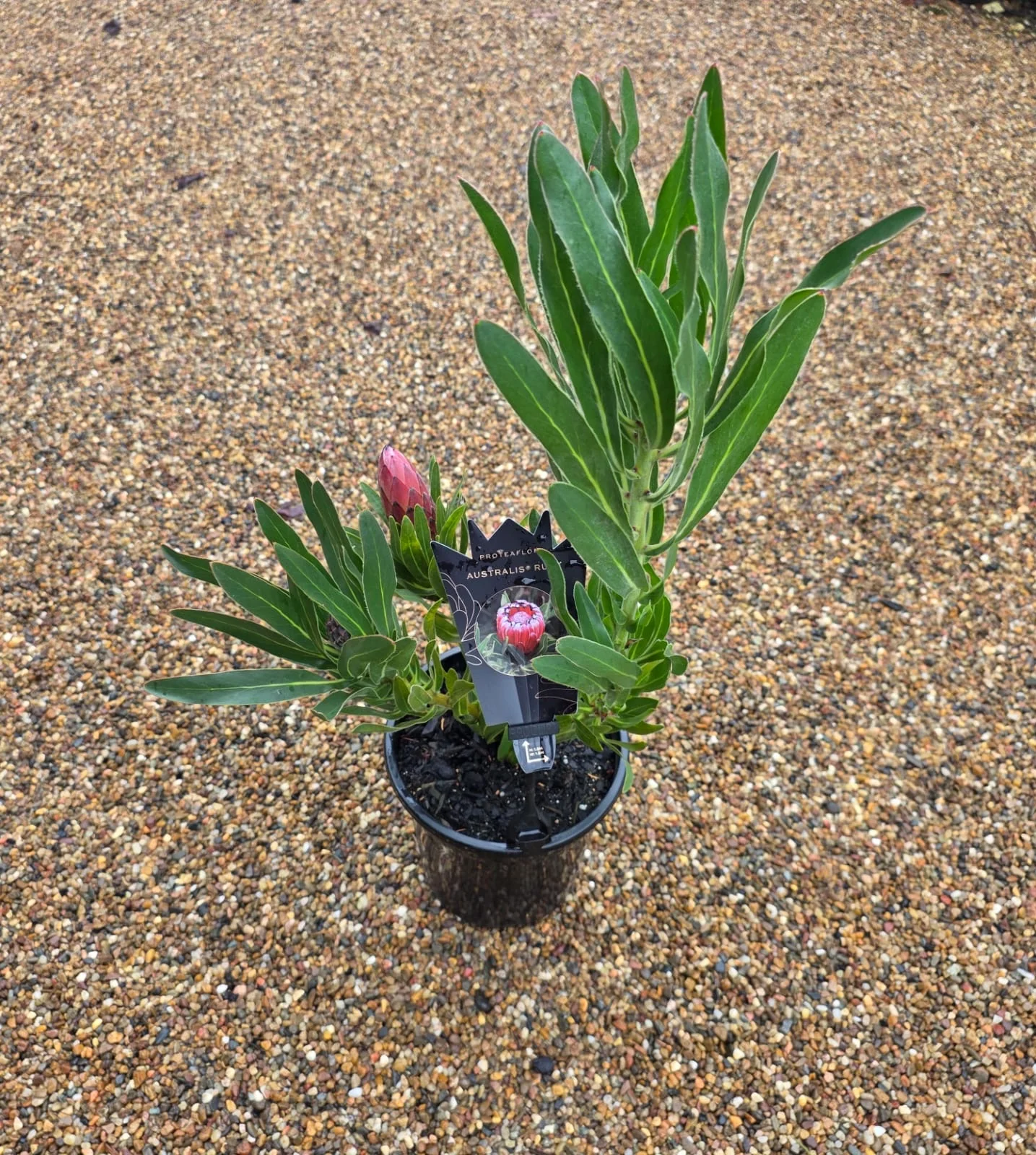 Protea Australis Ruby - Image 3