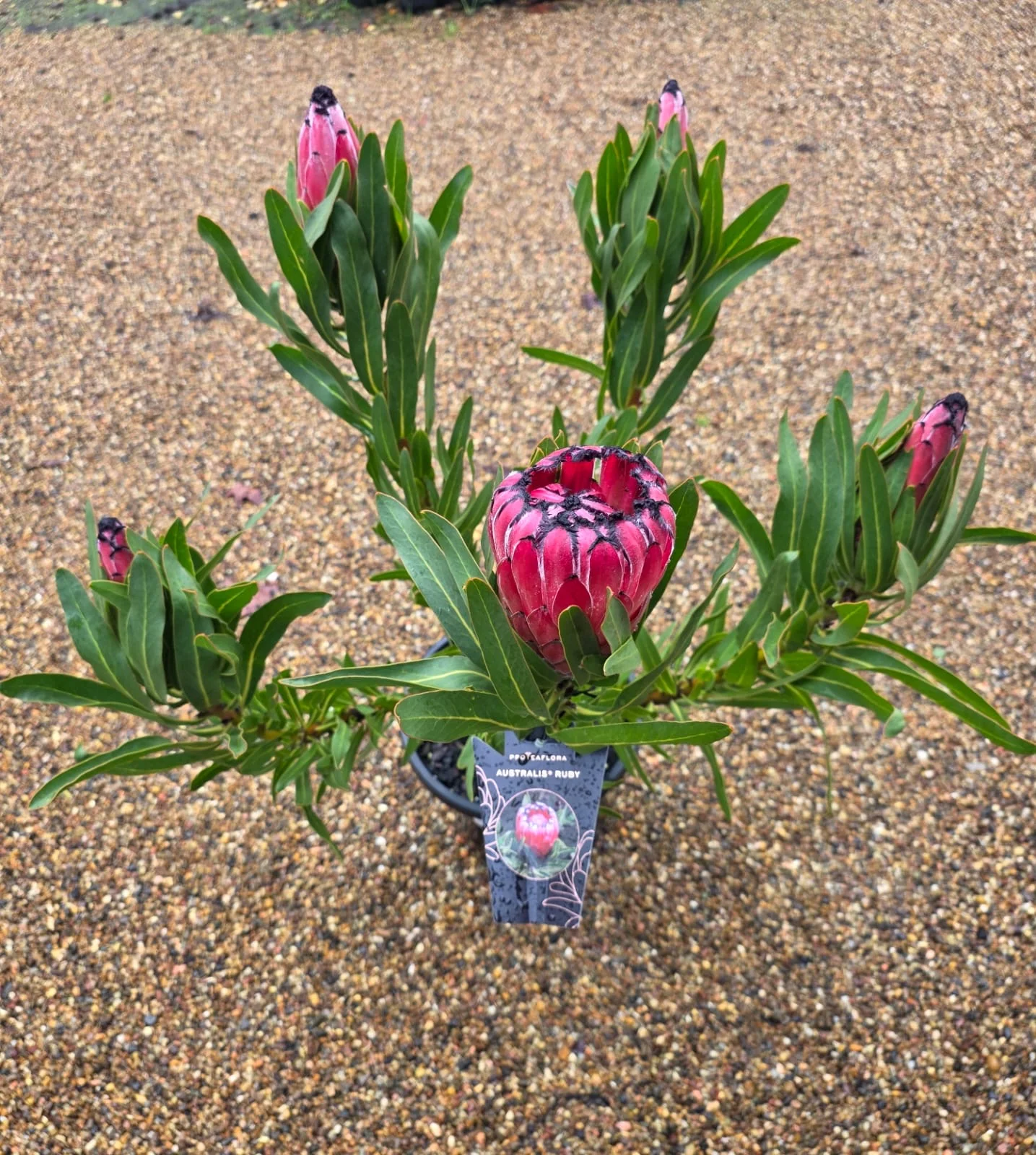 Protea Australis Ruby - Image 4