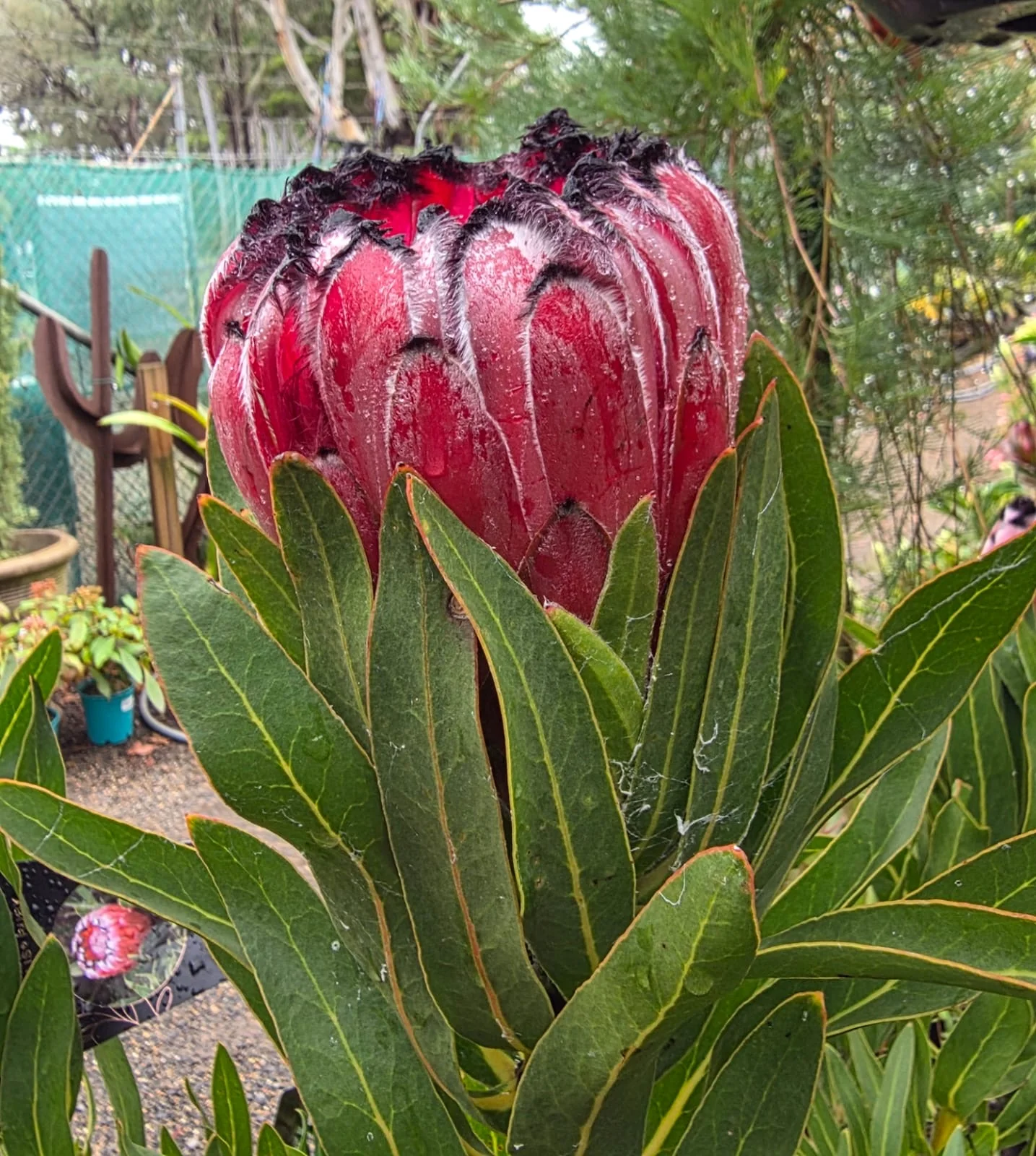 Protea Australis Ruby - Image 5
