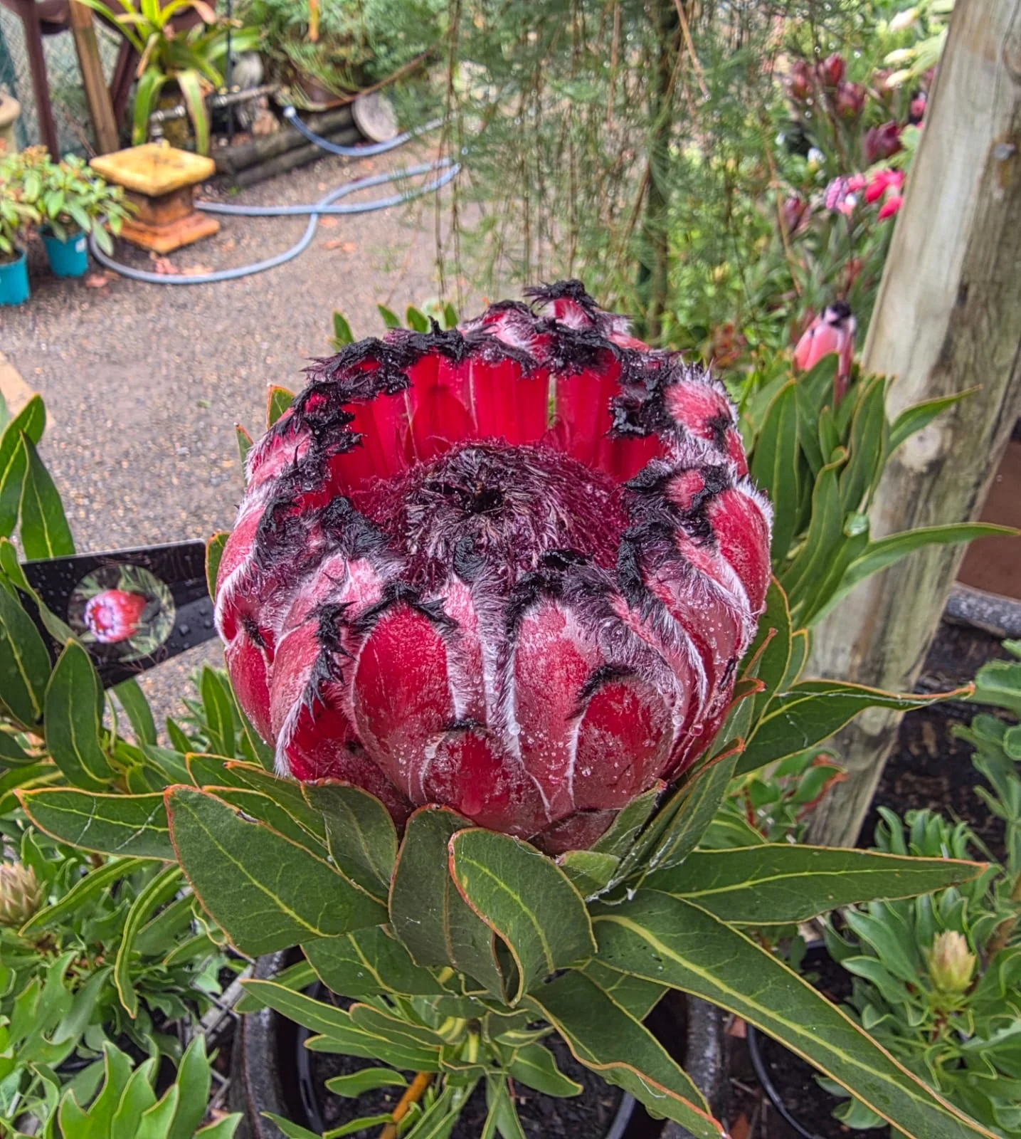 Protea Australis Ruby - Image 6