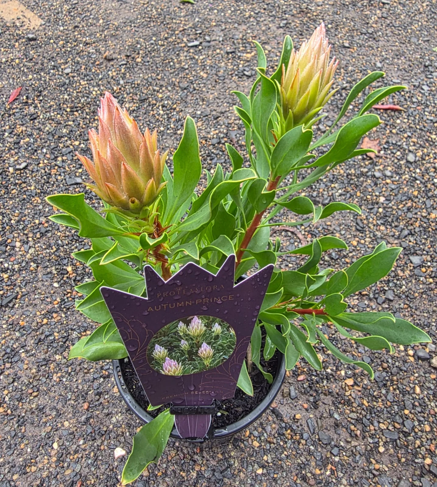 Protea cynaroides Autumn Prince - Dwarf King Protea - Image 3