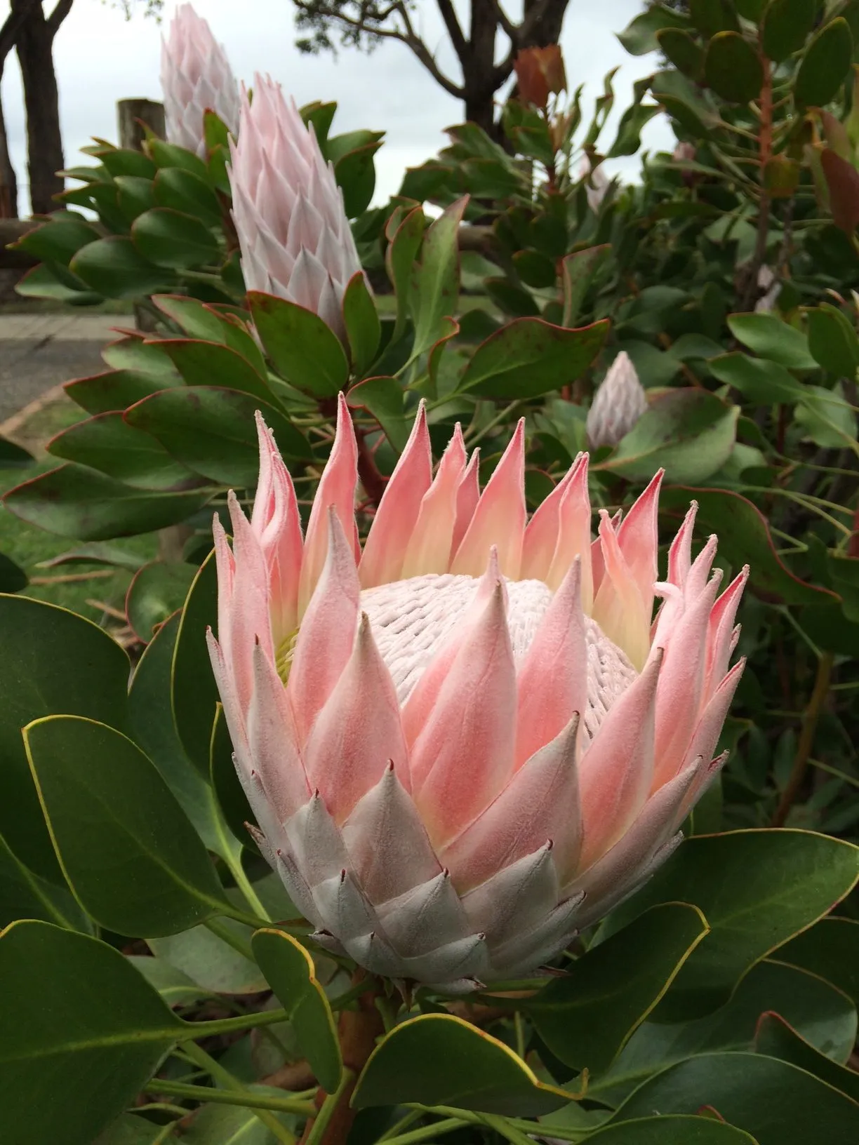 Protea cynaroides King Protea - King Pink - Image 3