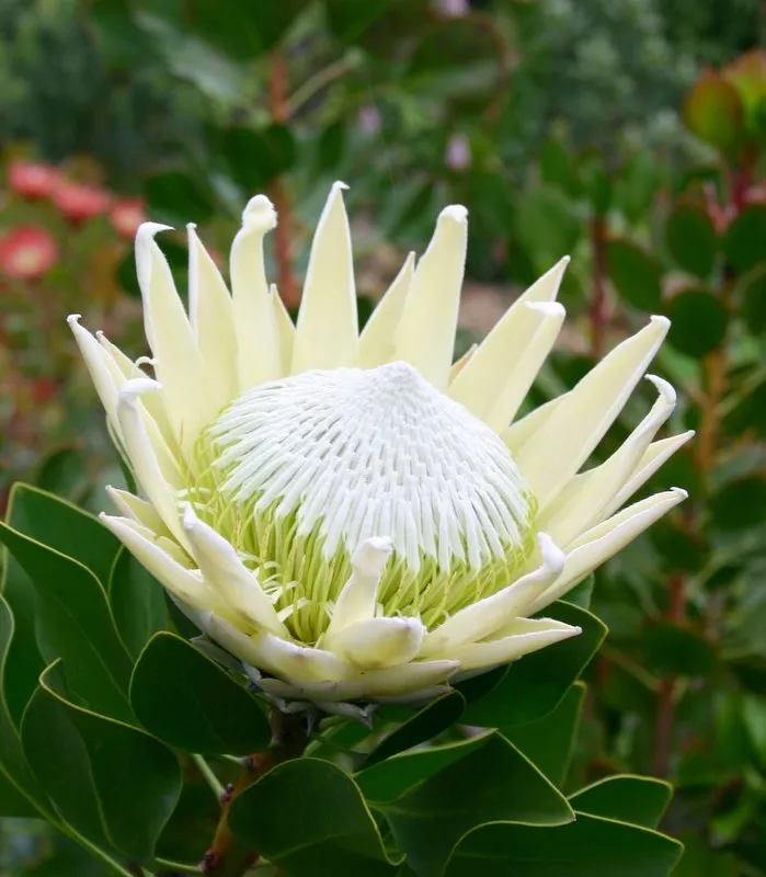 Protea cynaroides King Protea - King White - Image 3