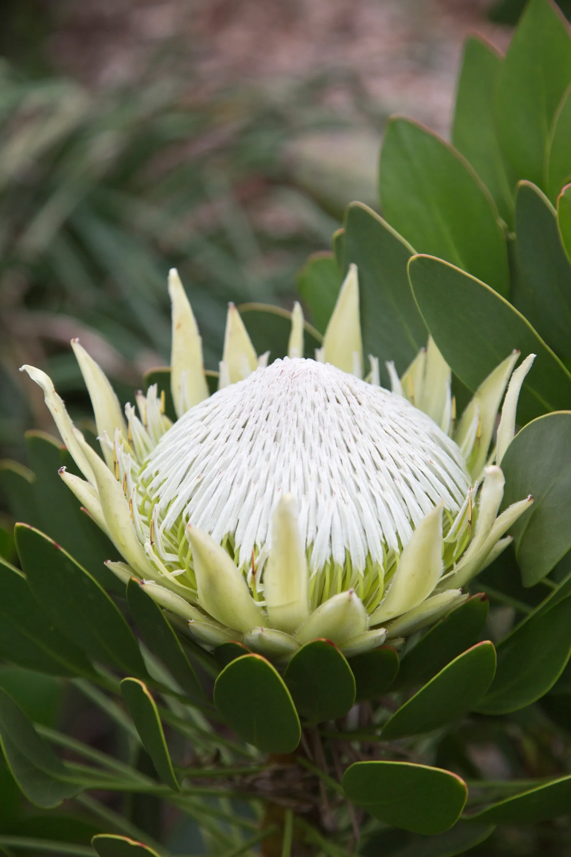 Protea cynaroides King Protea - King White - Image 4