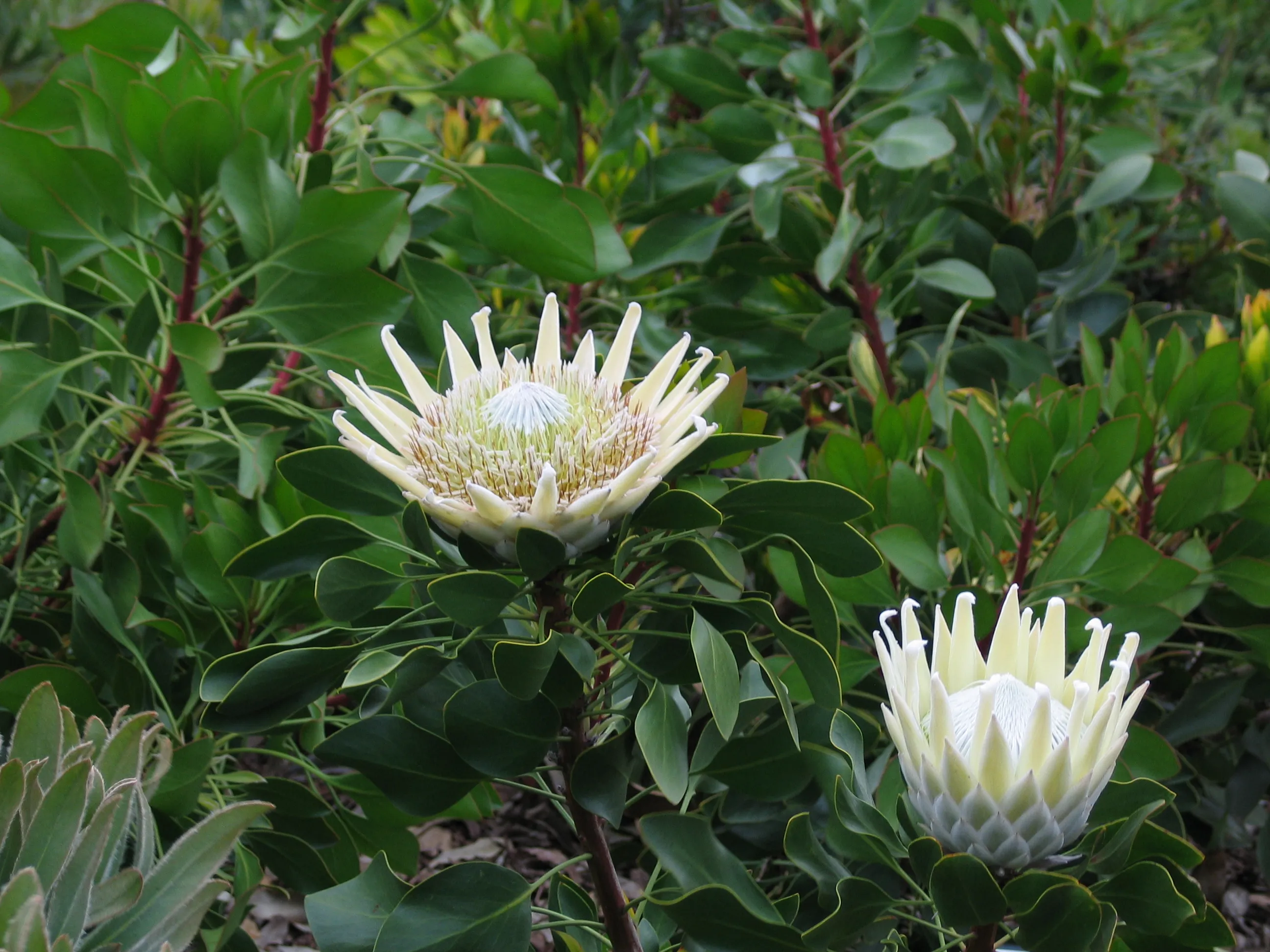 Protea cynaroides King Protea - King White - Image 5