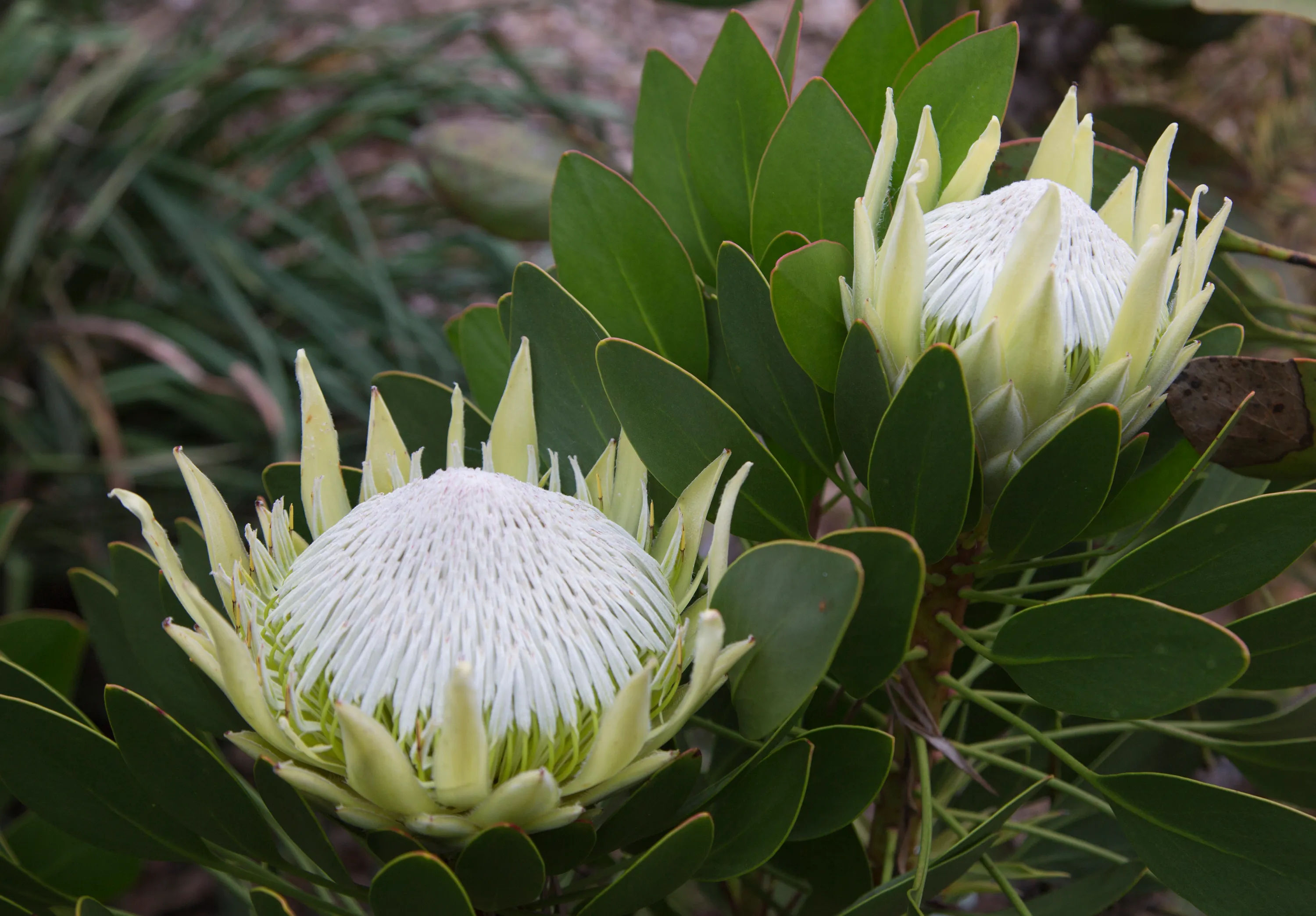 Protea cynaroides King Protea - King White - Image 6