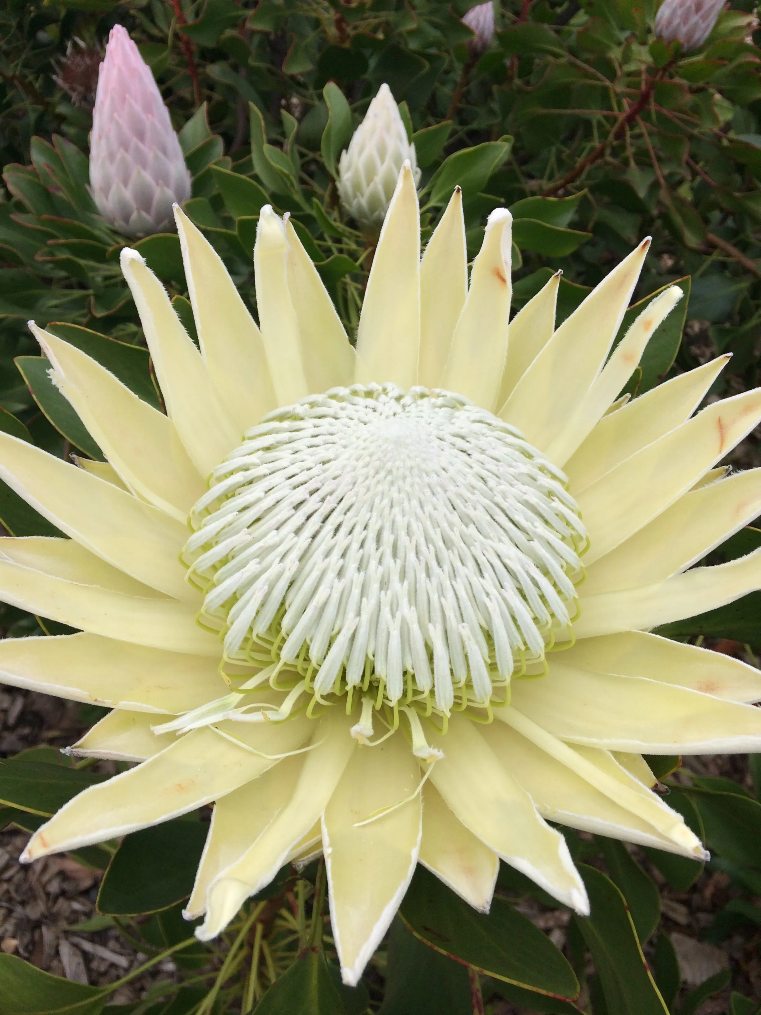 Protea cynaroides King Protea - King White - Image 7