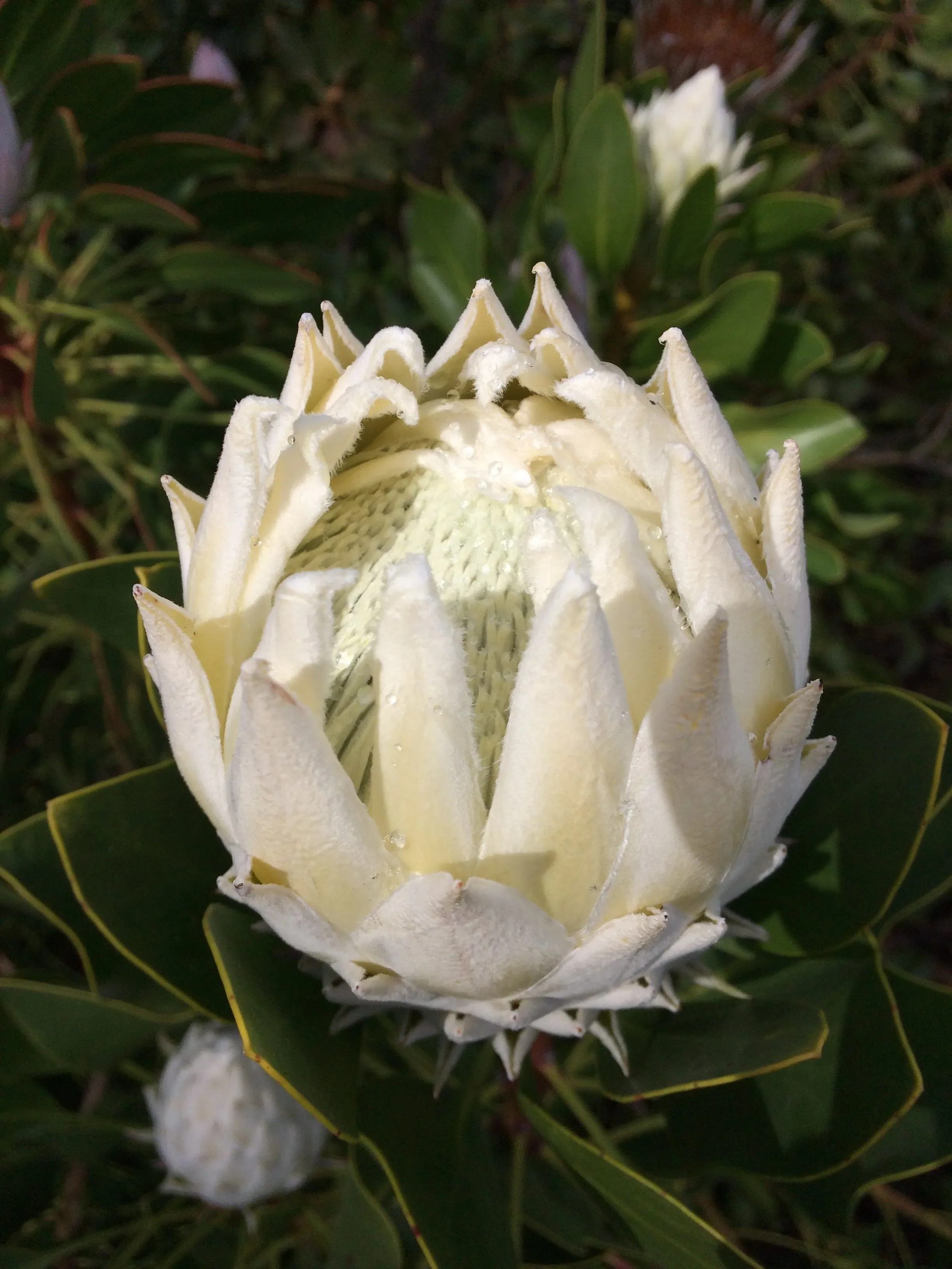 Protea cynaroides King Protea - King White - Image 8