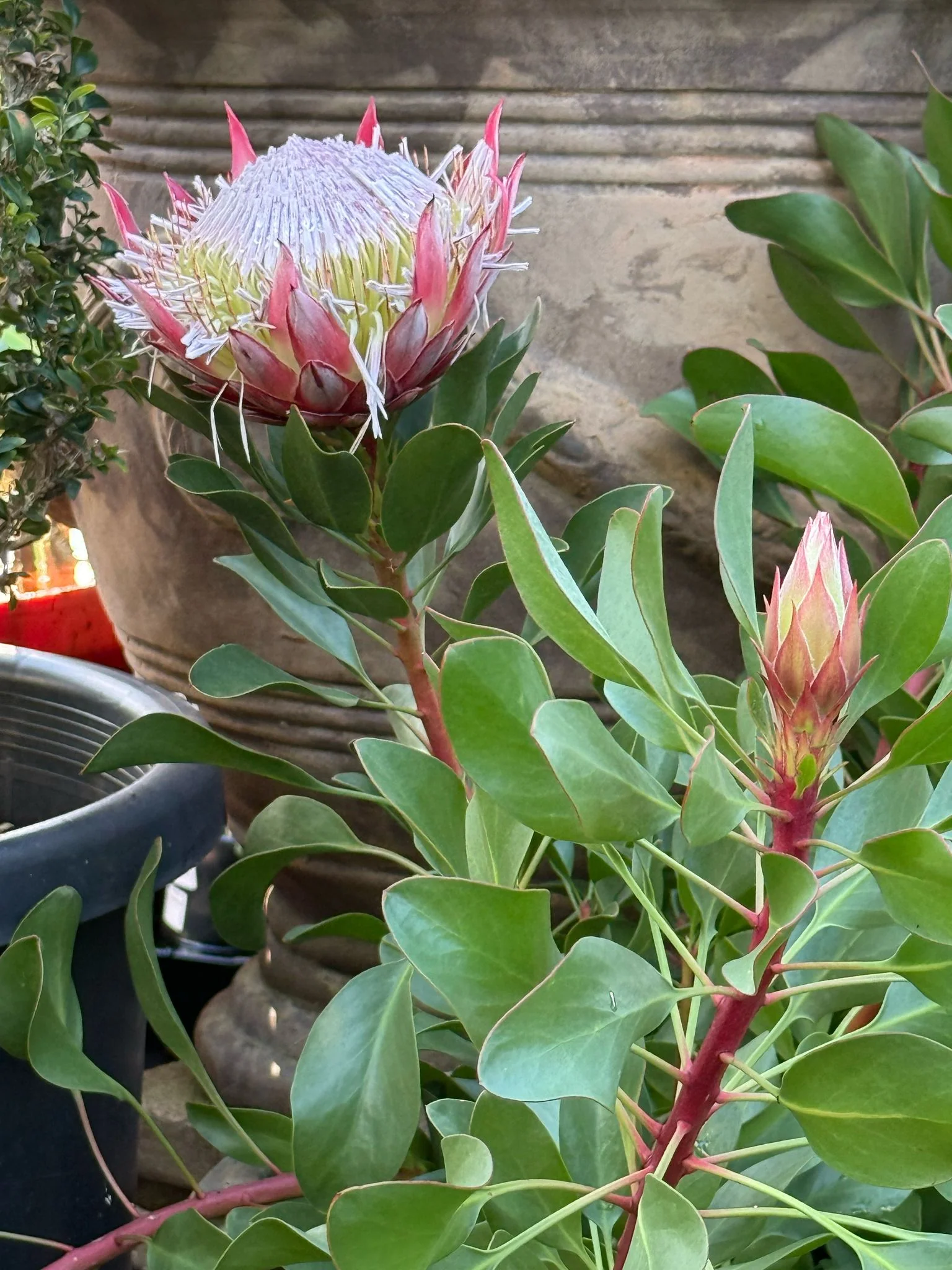 Protea cynaroides Dwarf King Protea - Little Prince - Image 3