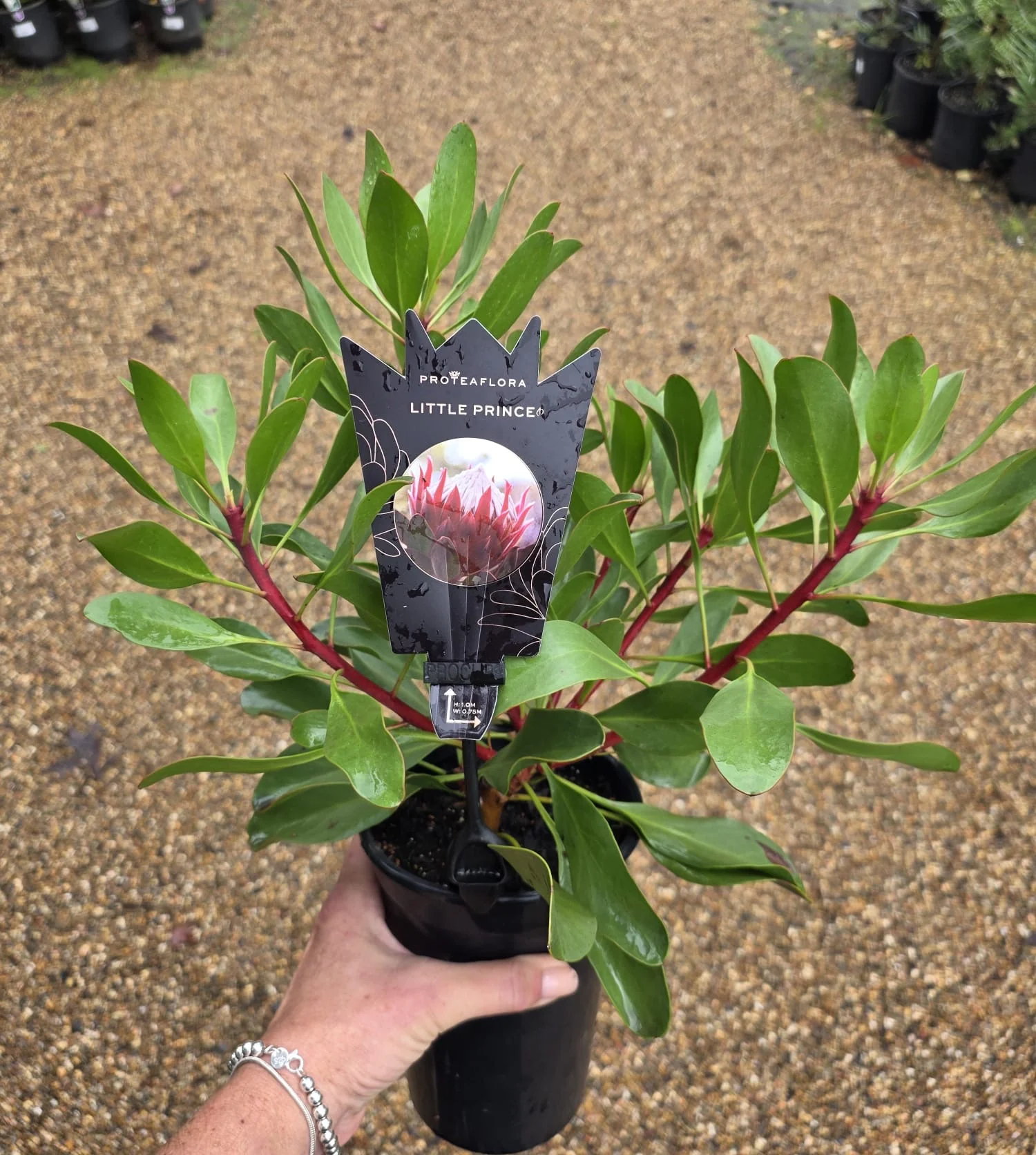 Protea cynaroides Dwarf King Protea - Little Prince - Image 4