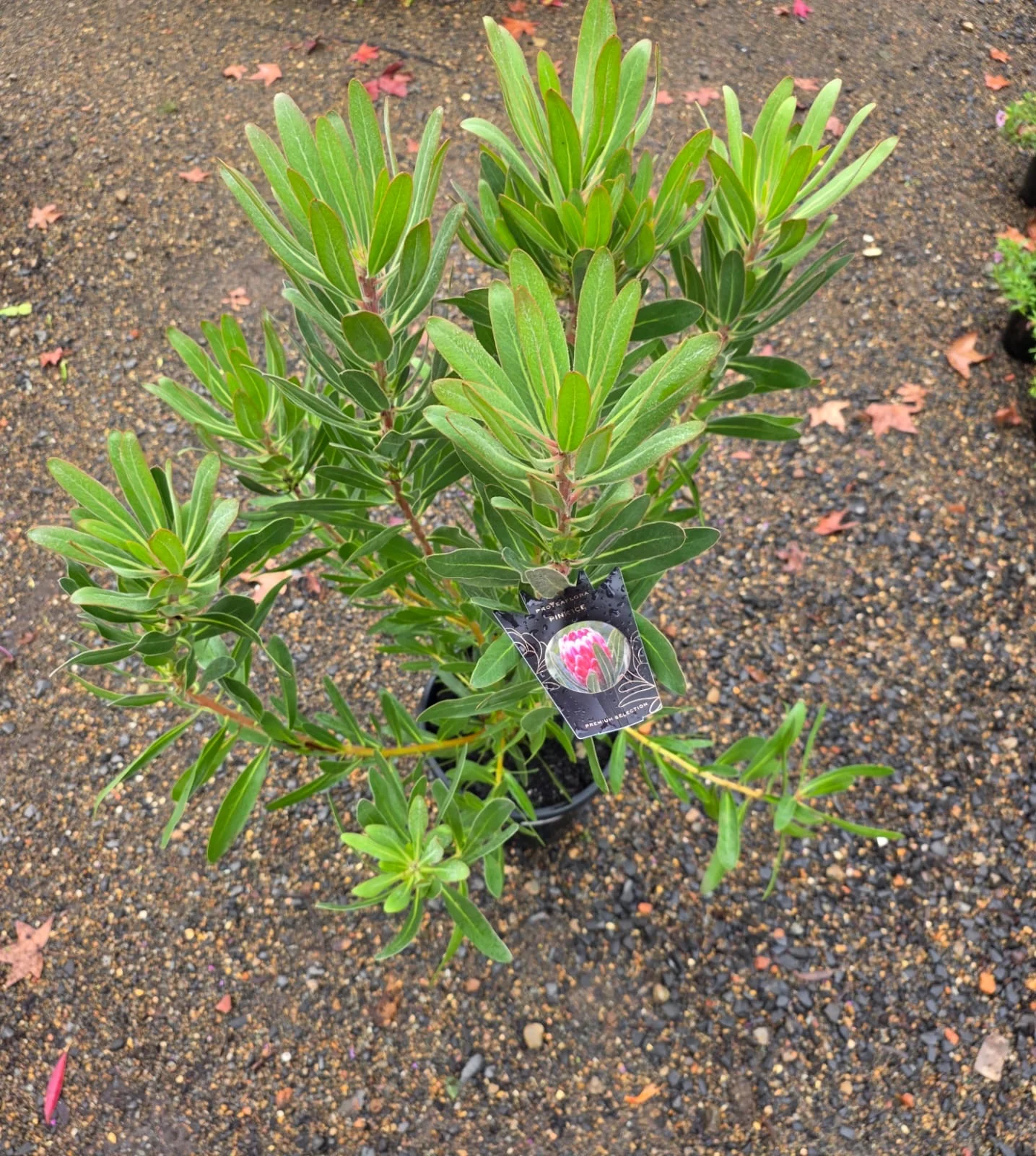 Protea Pink Ice - Image 4