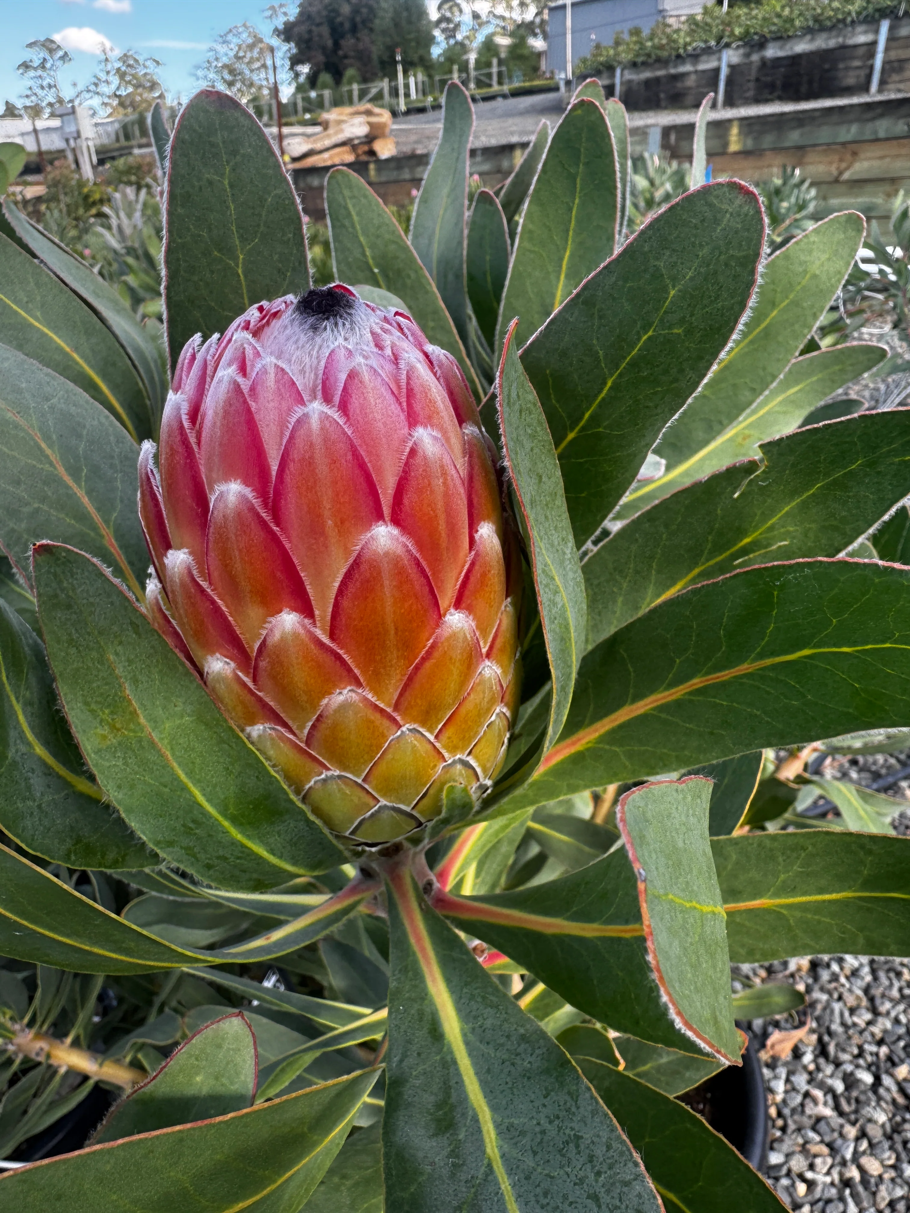 Protea Susara - Image 3