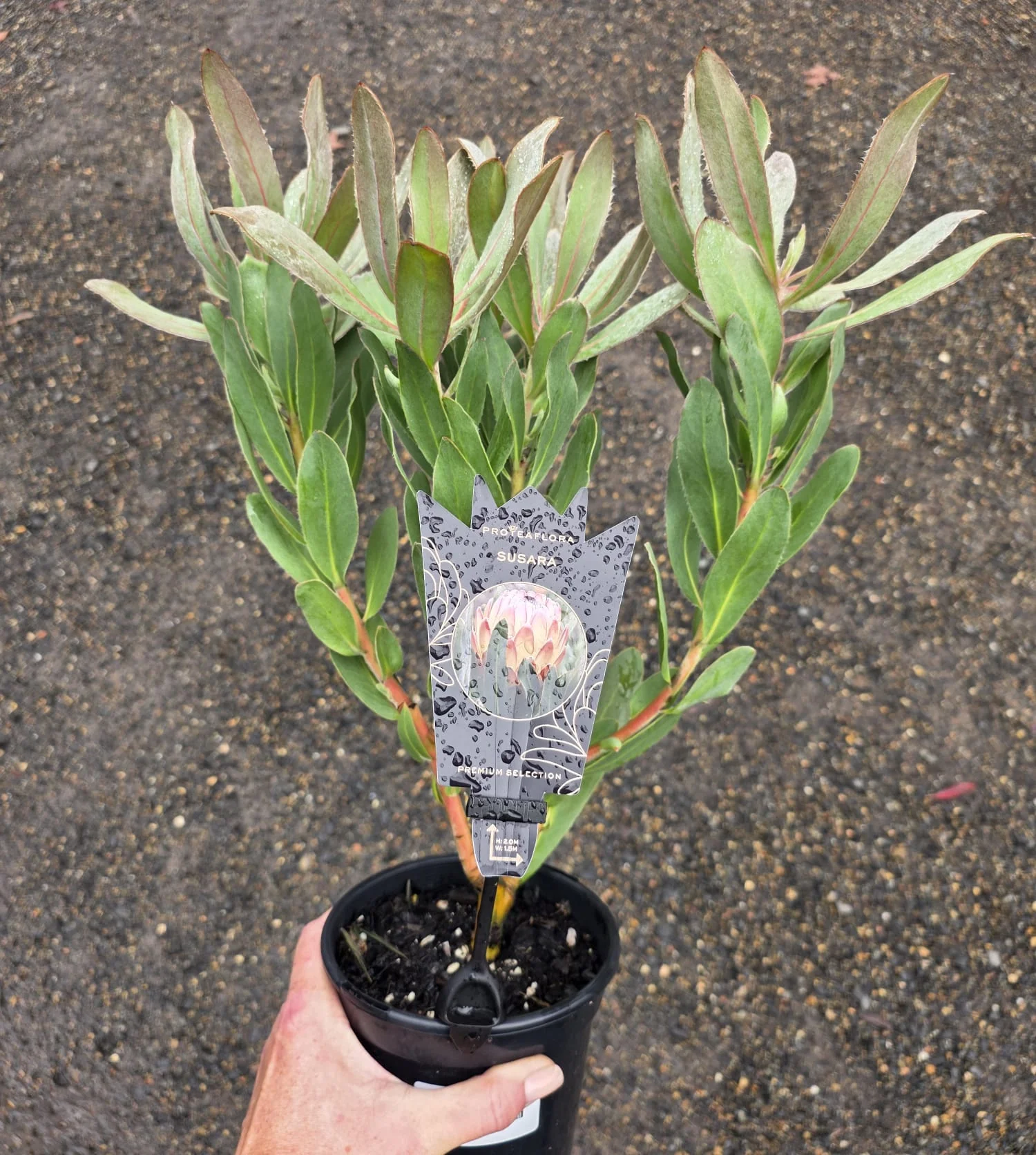 Protea Susara - Image 4