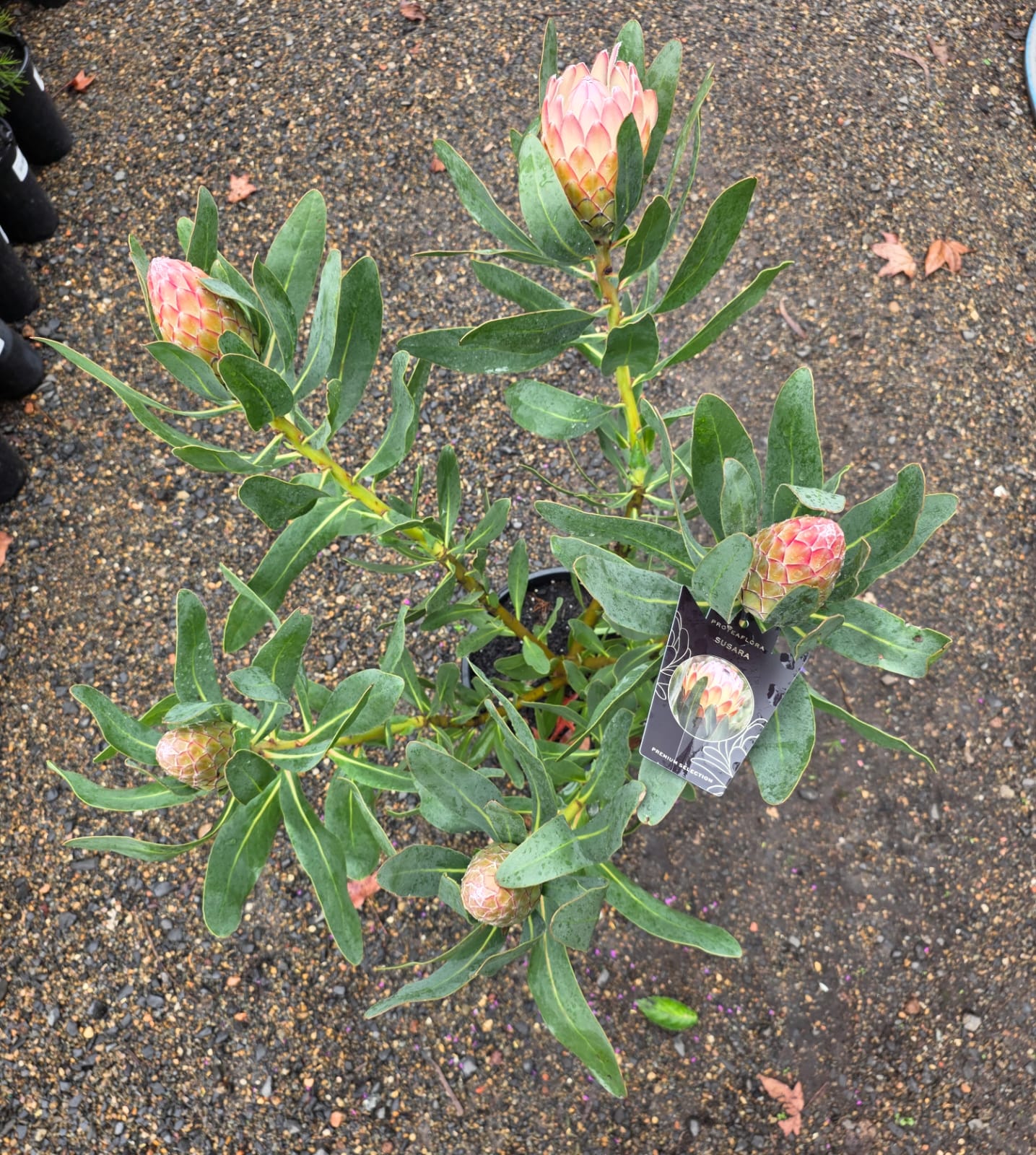 Protea Susara - Image 5