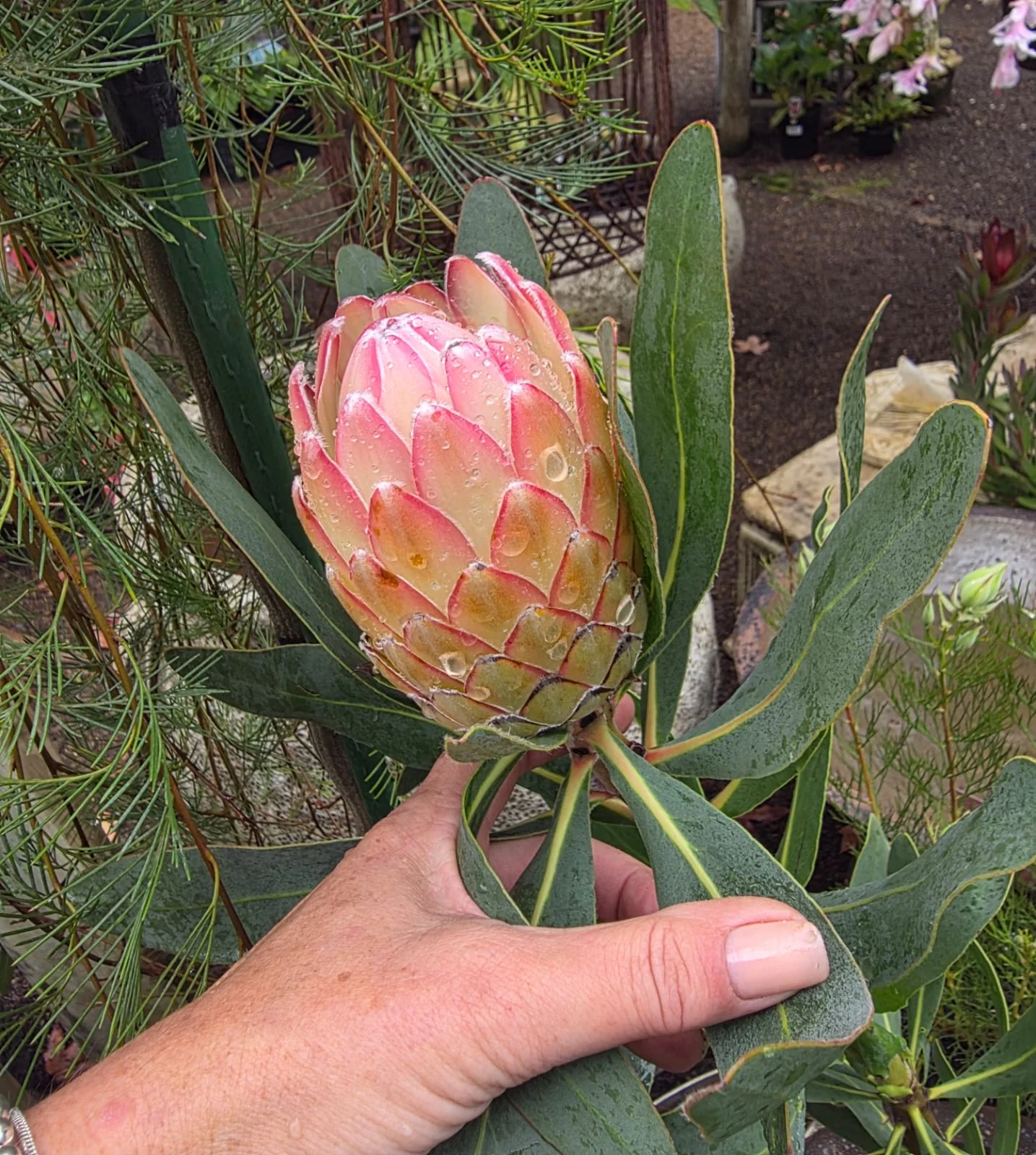 Protea Susara - Image 6
