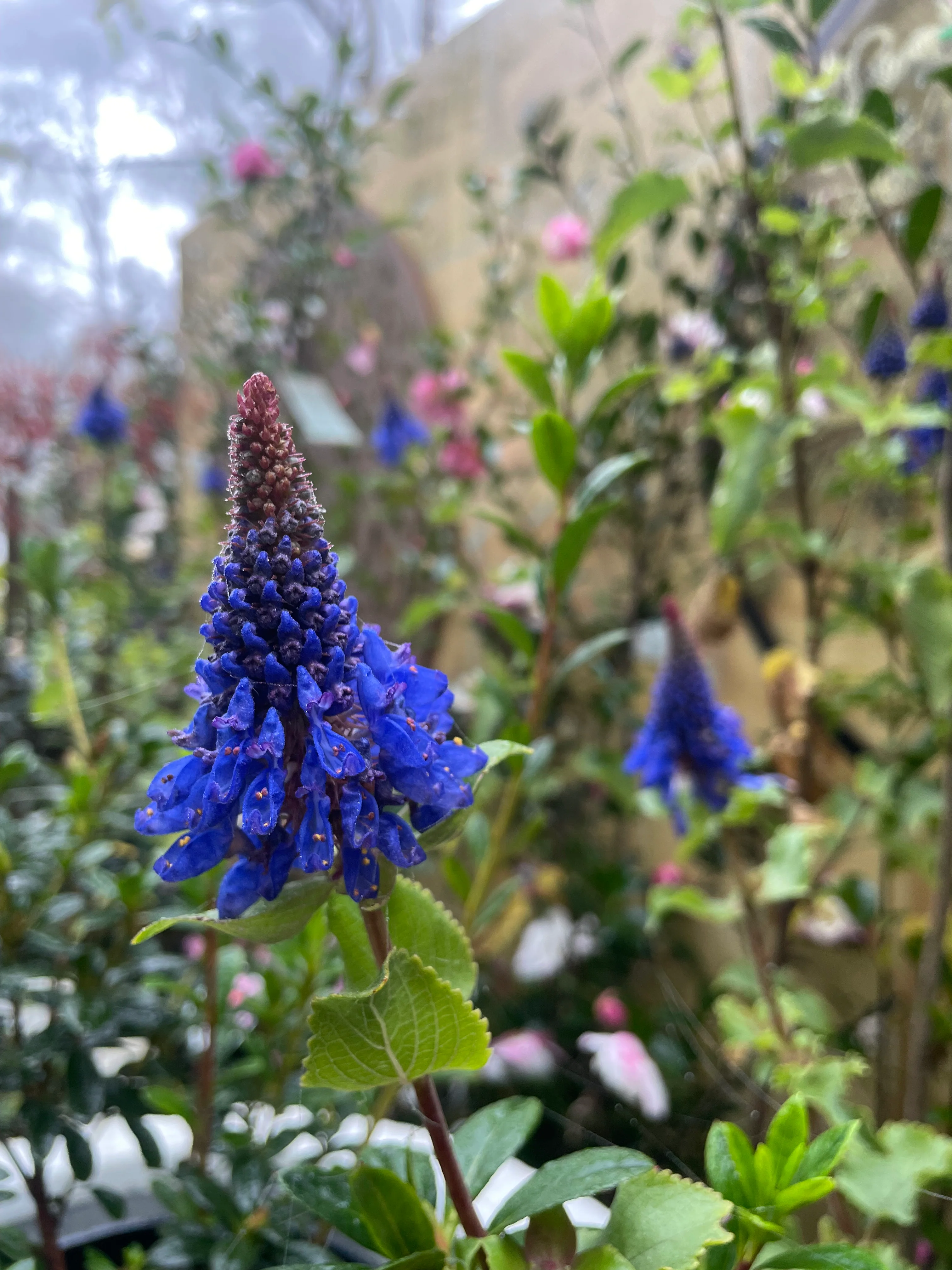 Pycnostachys urticifolia Hedgehog Sage or Blue Witches Hat - Image 3