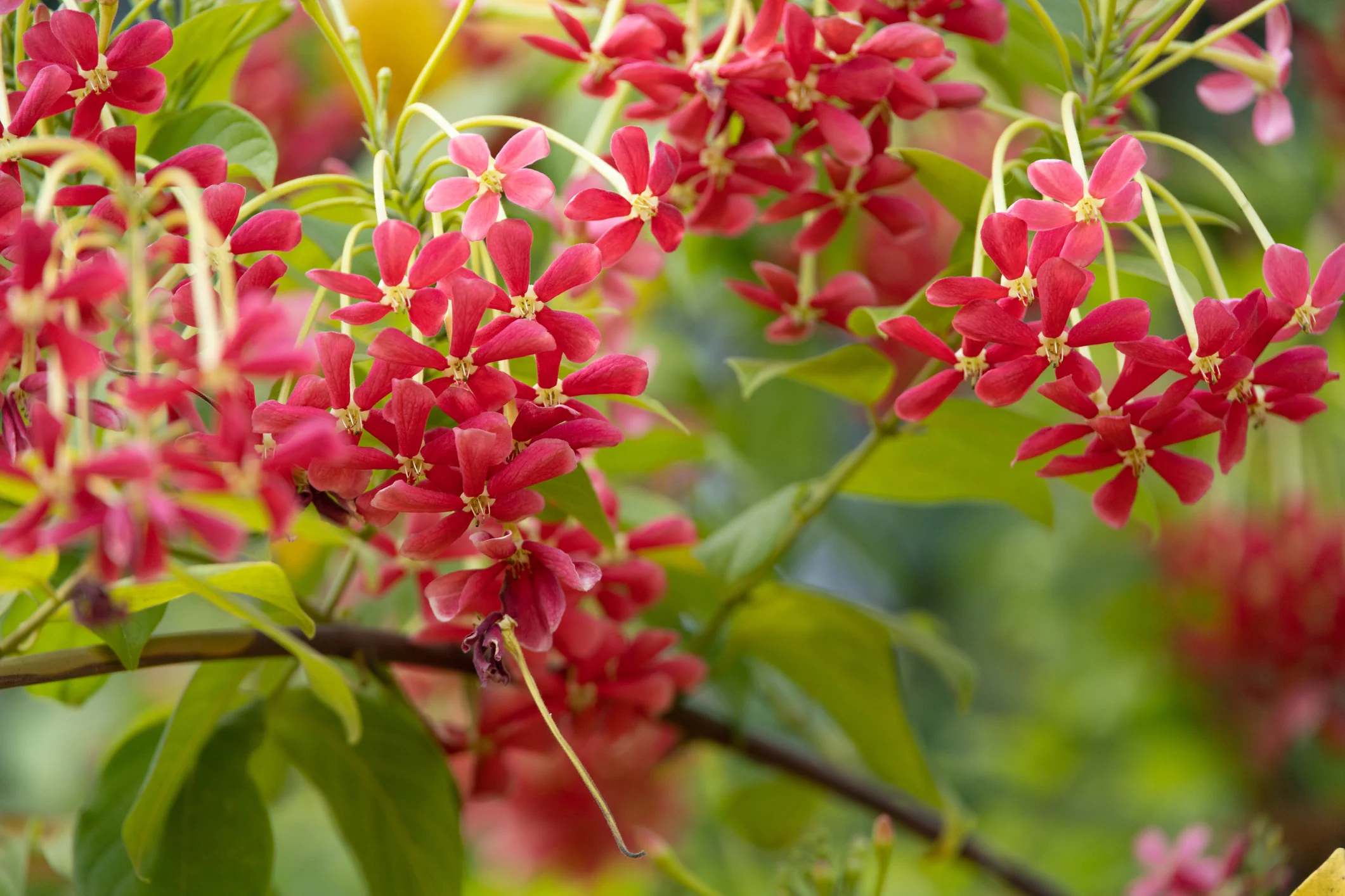 Quisqualis indica Rangoon Creeper - Image 2