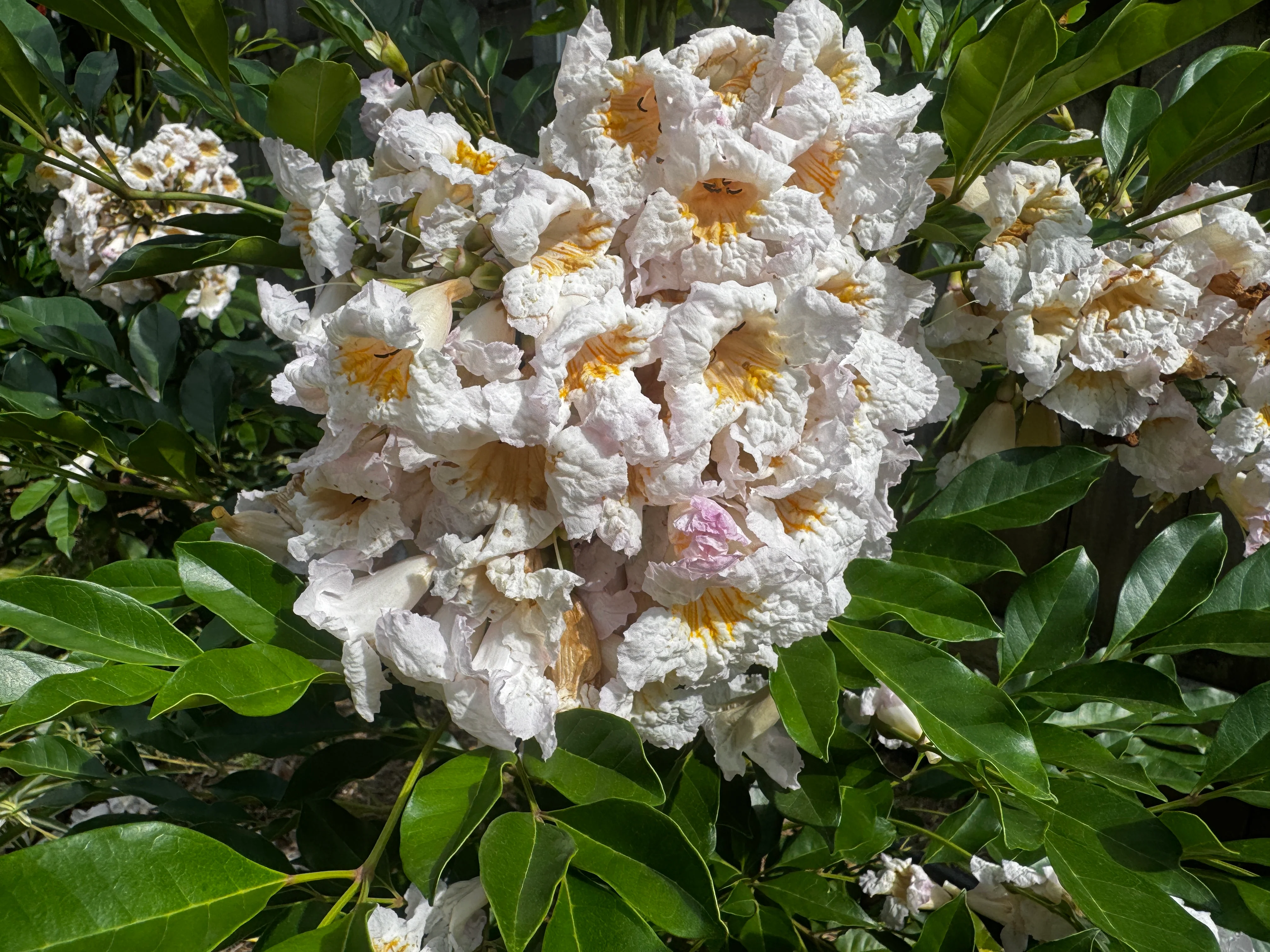 Radermachera Everlasting Beauty - Growing - Ready September 2026