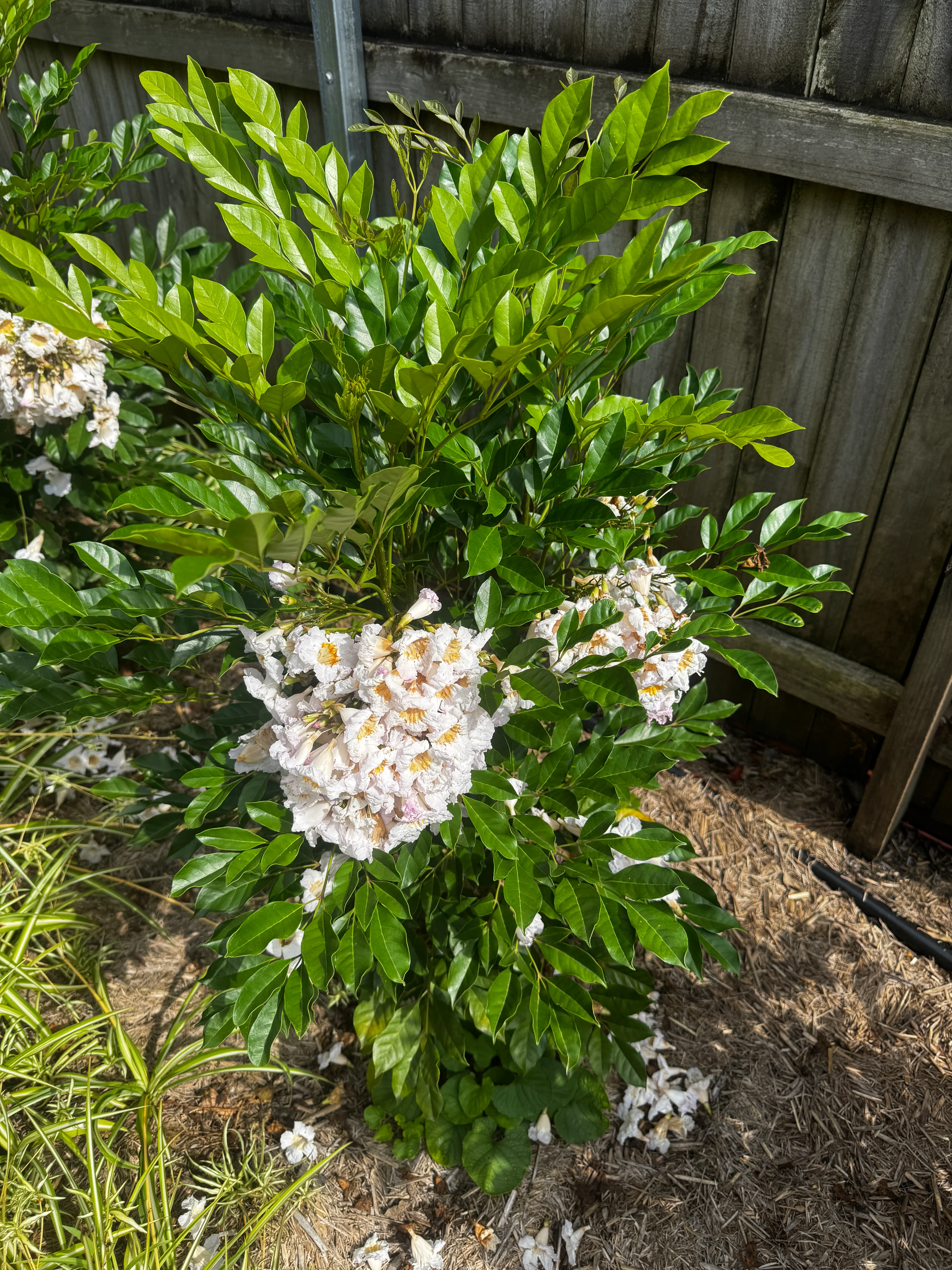 Radermachera Everlasting Beauty - Growing - Ready September 2026 - Image 2