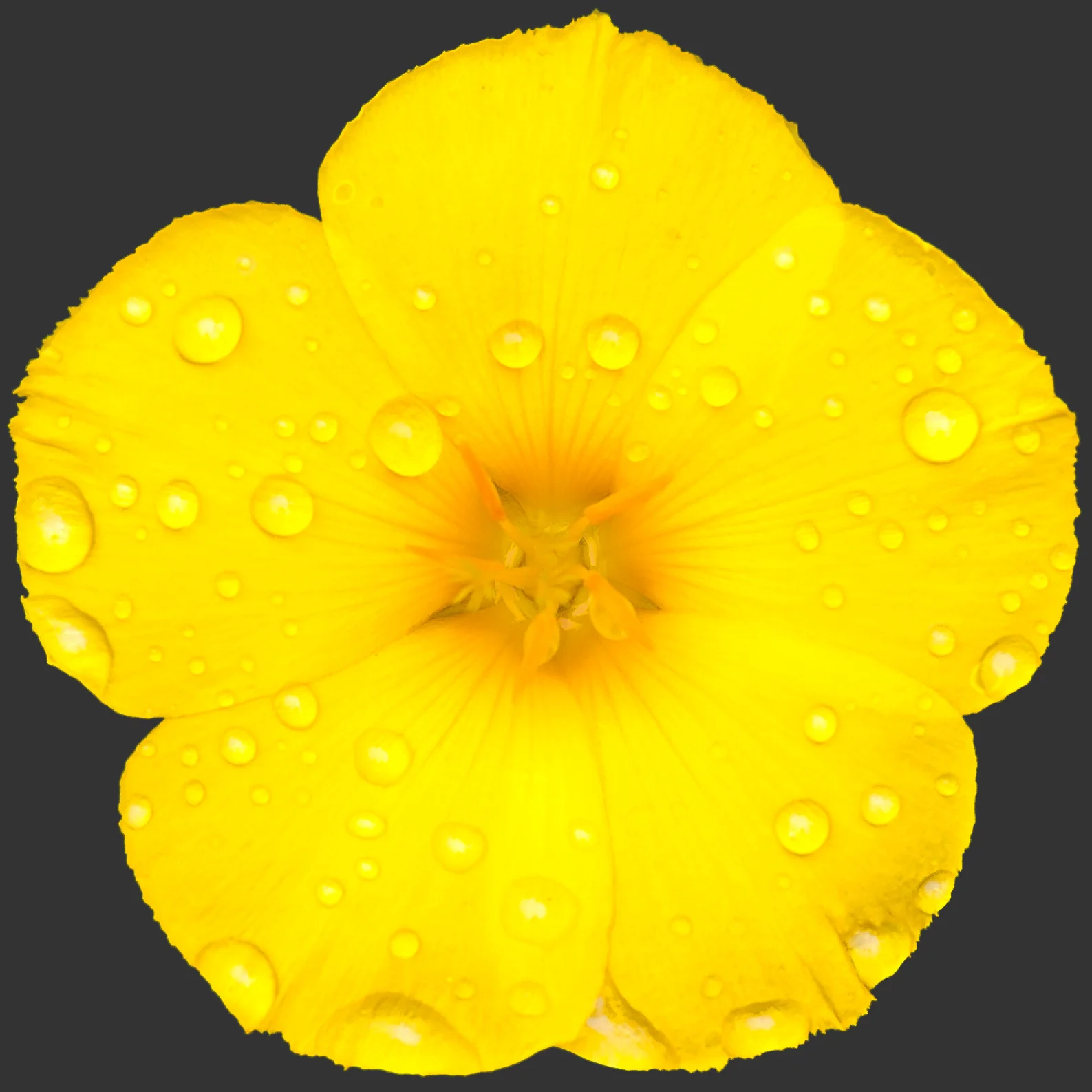 Reinwardtia indica Yellow Flax - Growing - Enquire in store