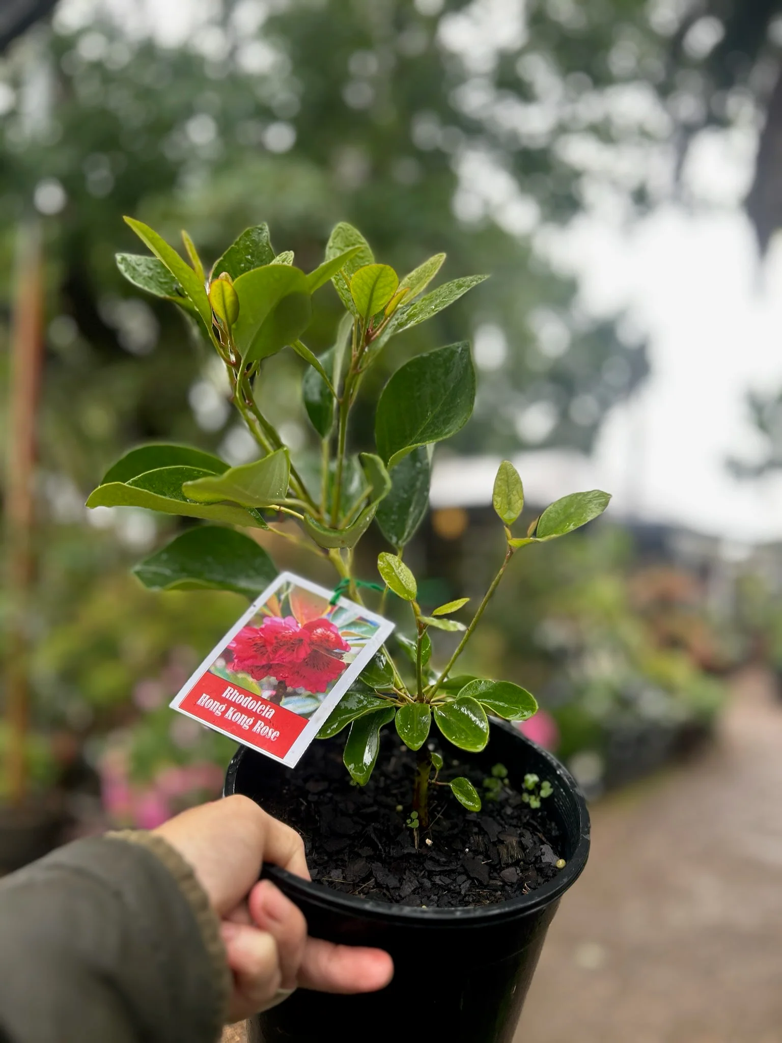 Rhodoleia championii Hong Kong Rose - Rarely Offered - Growing - pre-order order in store.