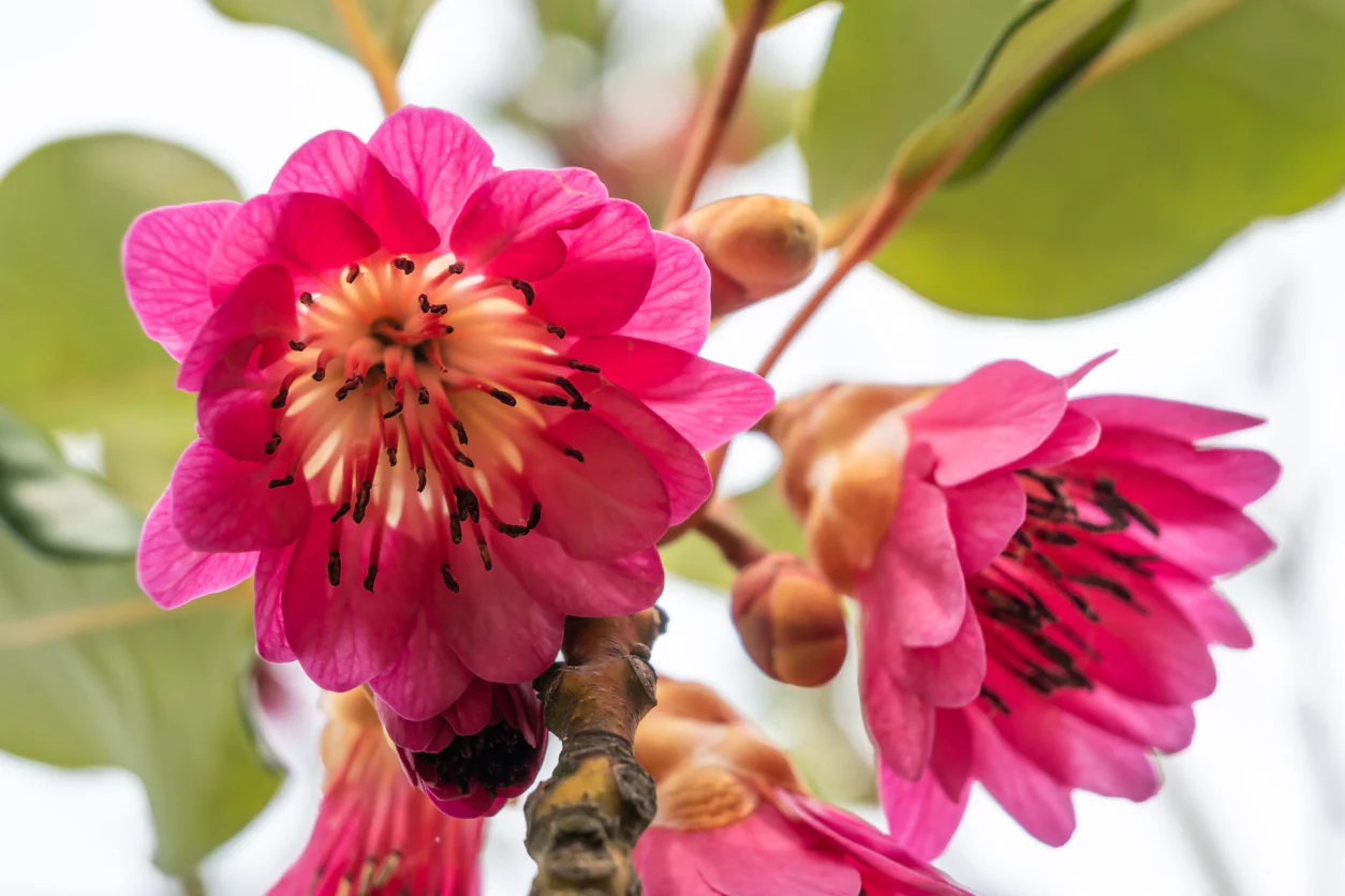 Rhodoleia championii Hong Kong Rose - Rarely Offered - Growing - pre-order order in store. - Image 2