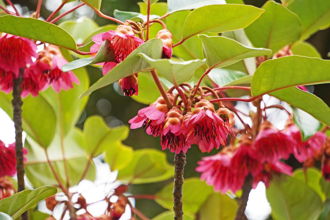 Rhodoleia championii Hong Kong Rose - Rarely Offered - Growing - pre-order order in store. - Image 3