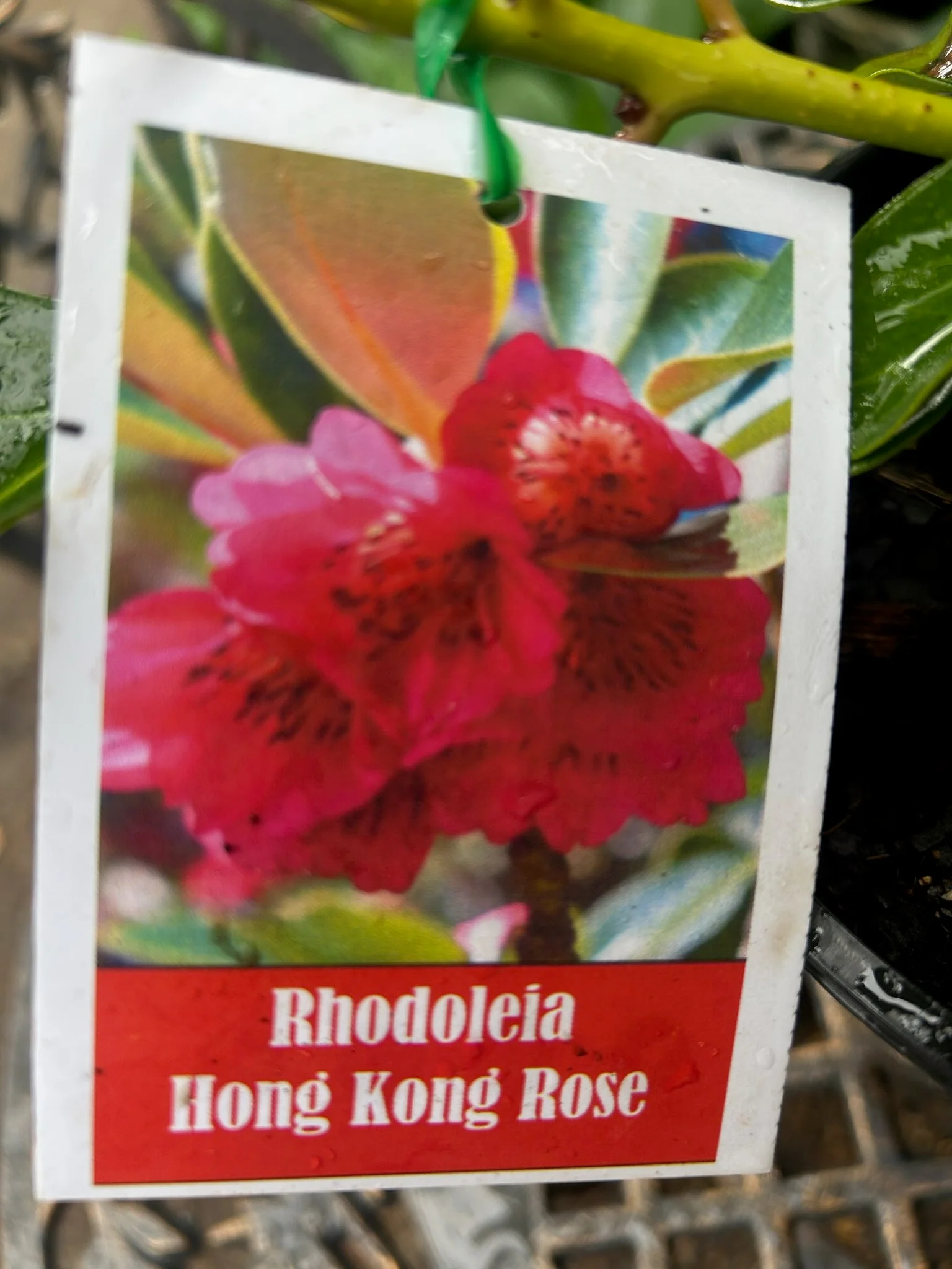 Rhodoleia championii Hong Kong Rose - Rarely Offered - Growing - pre-order order in store. - Image 4