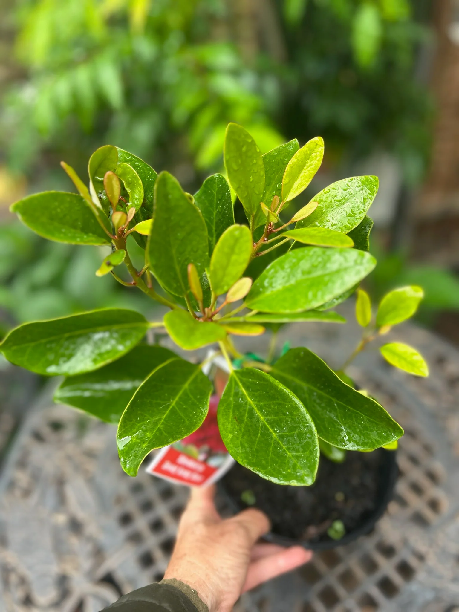 Rhodoleia championii Hong Kong Rose - Rarely Offered - Growing - pre-order order in store. - Image 5