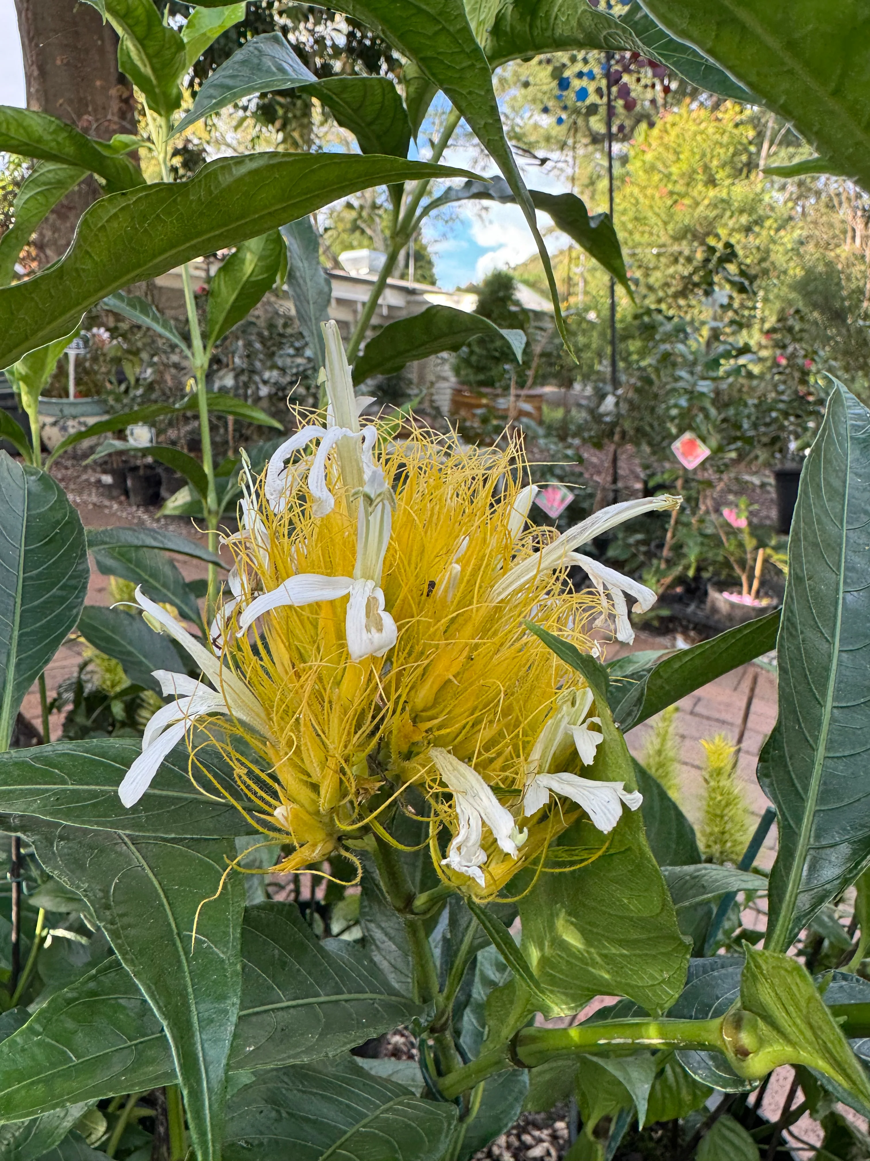Schaueria flavicoma Golden Plume Flower (White and Gold Flower Form)- Growing - Available Spring 2025