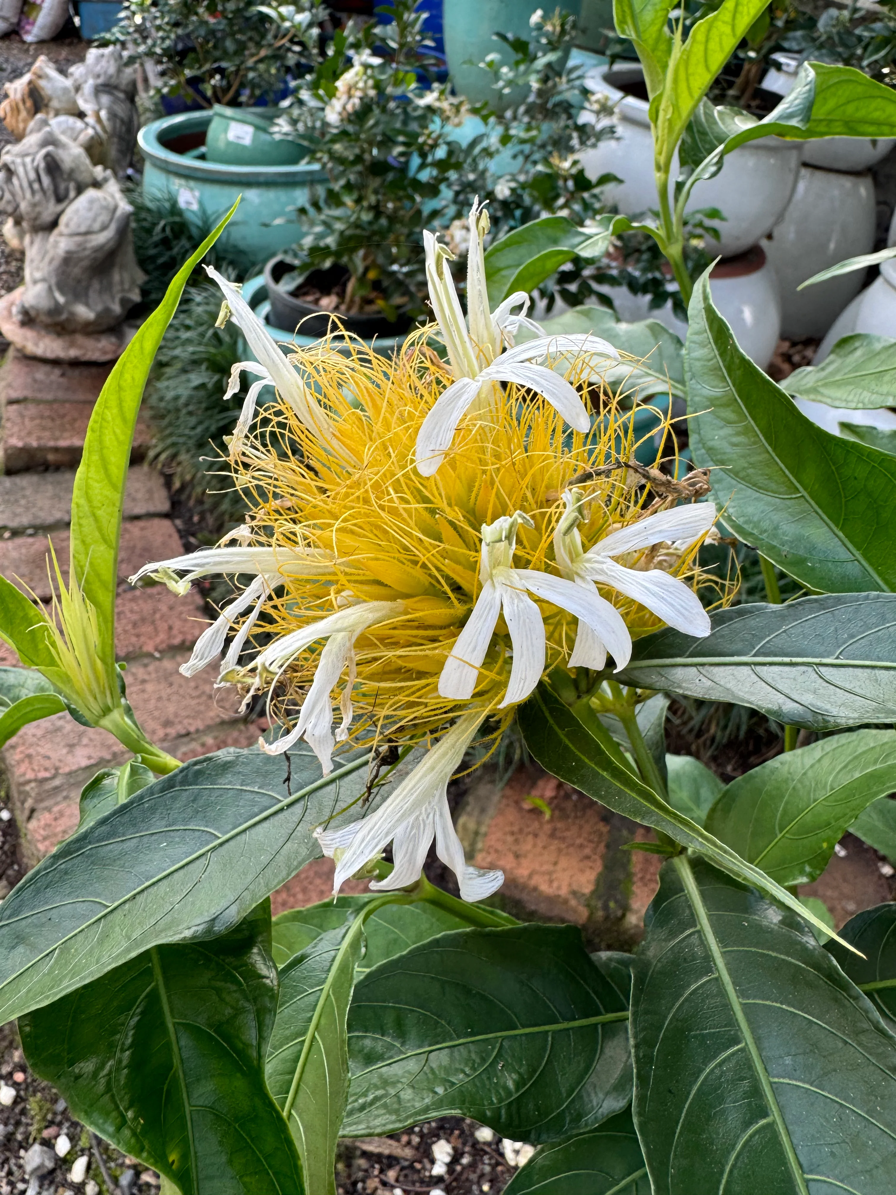 Schaueria flavicoma Golden Plume Flower (White and Gold Flower Form)- Growing - Available Spring 2025 - Image 2