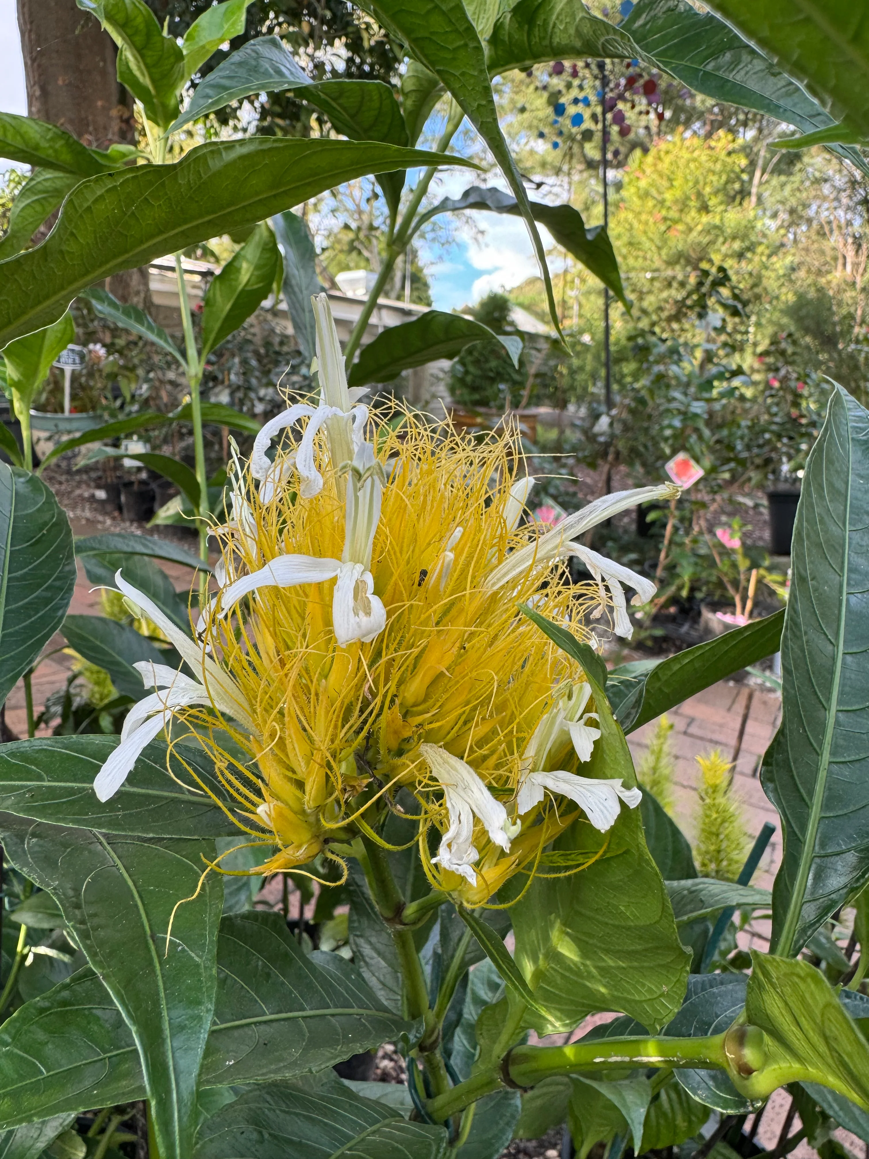 Schaueria flavicoma Golden Plume Flower (White and Gold Flower Form)- Growing - Available Spring 2025 - Image 3