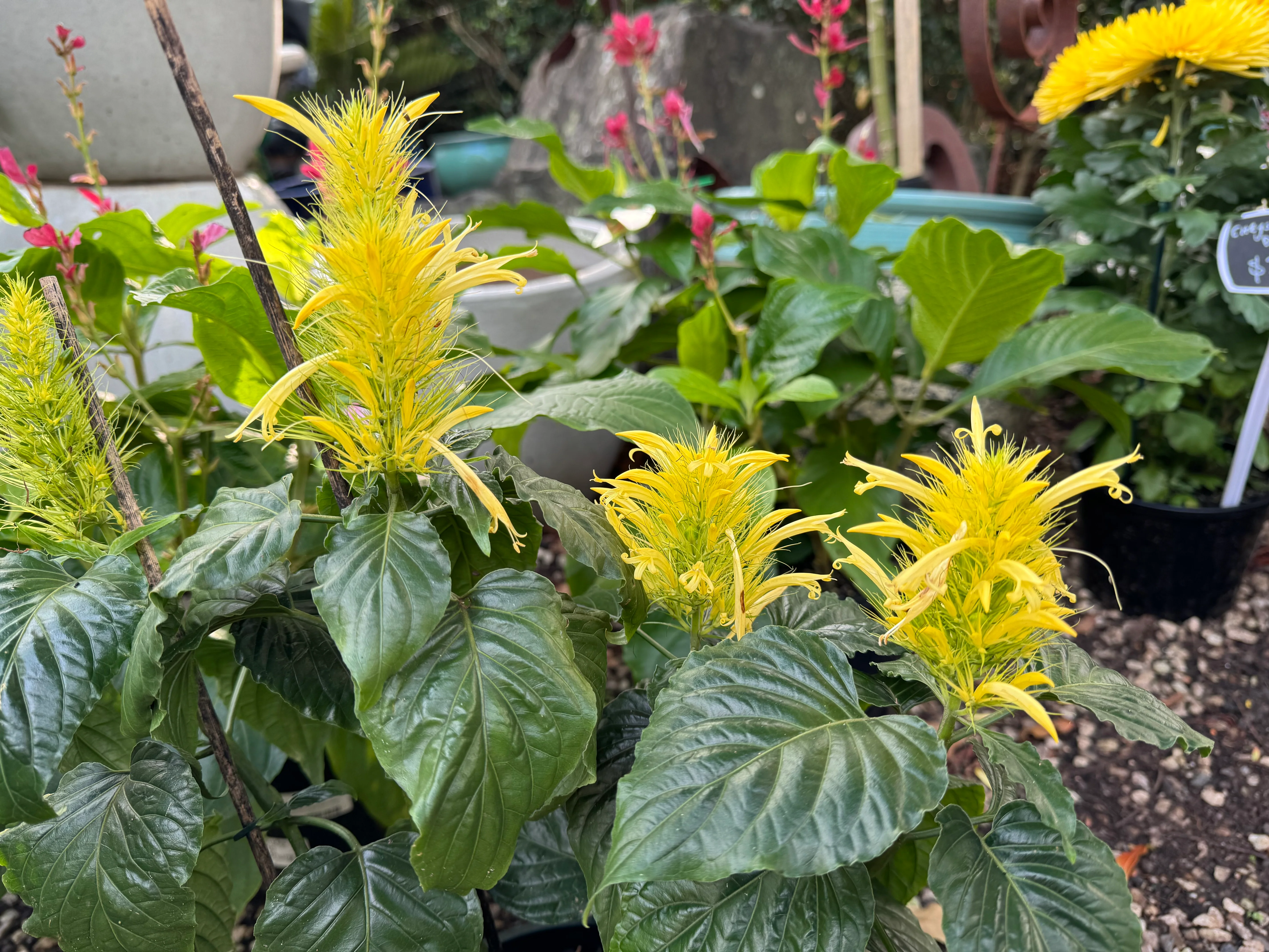 Schaueria flavicoma Golden Plume Flower (Dwarf Gold Flower Form) - Growing - Available Spring 2025