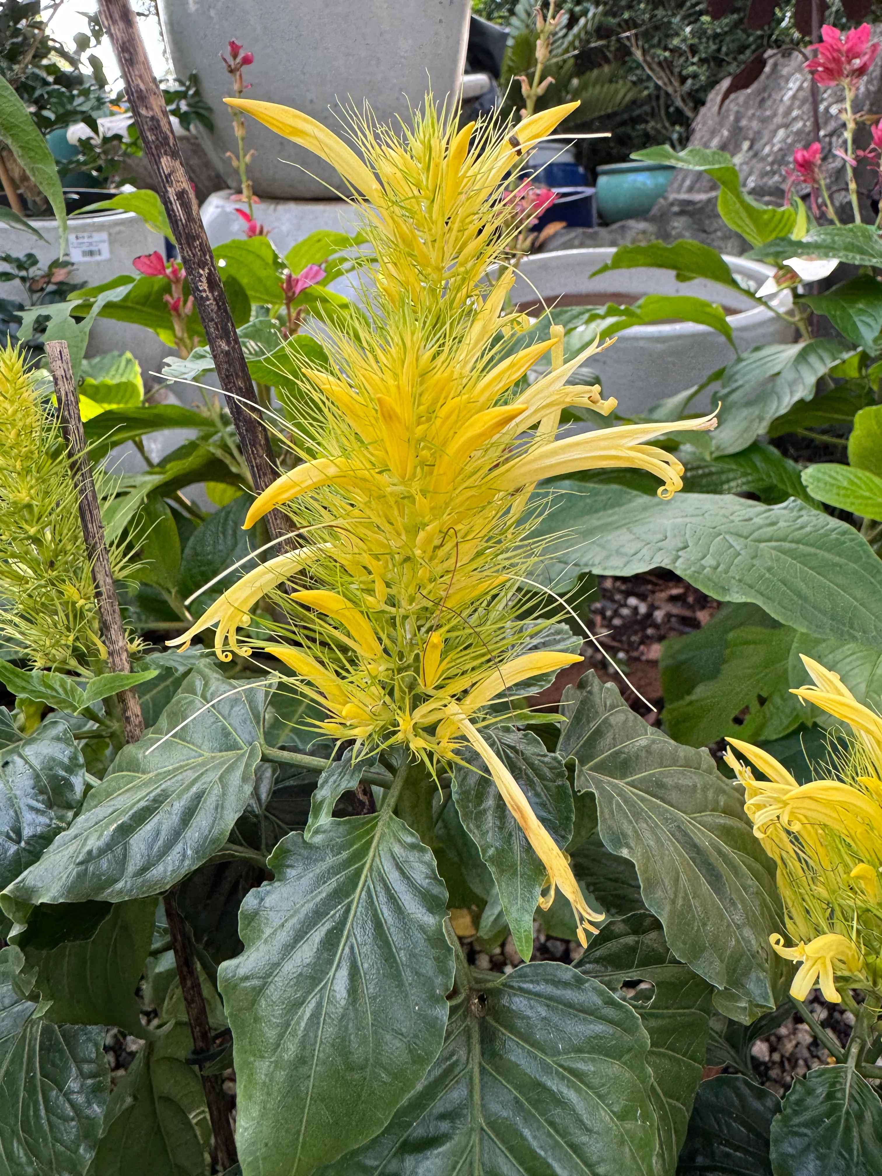 Schaueria flavicoma Golden Plume Flower (Dwarf Gold Flower Form) - Growing - Available Spring 2025 - Image 2