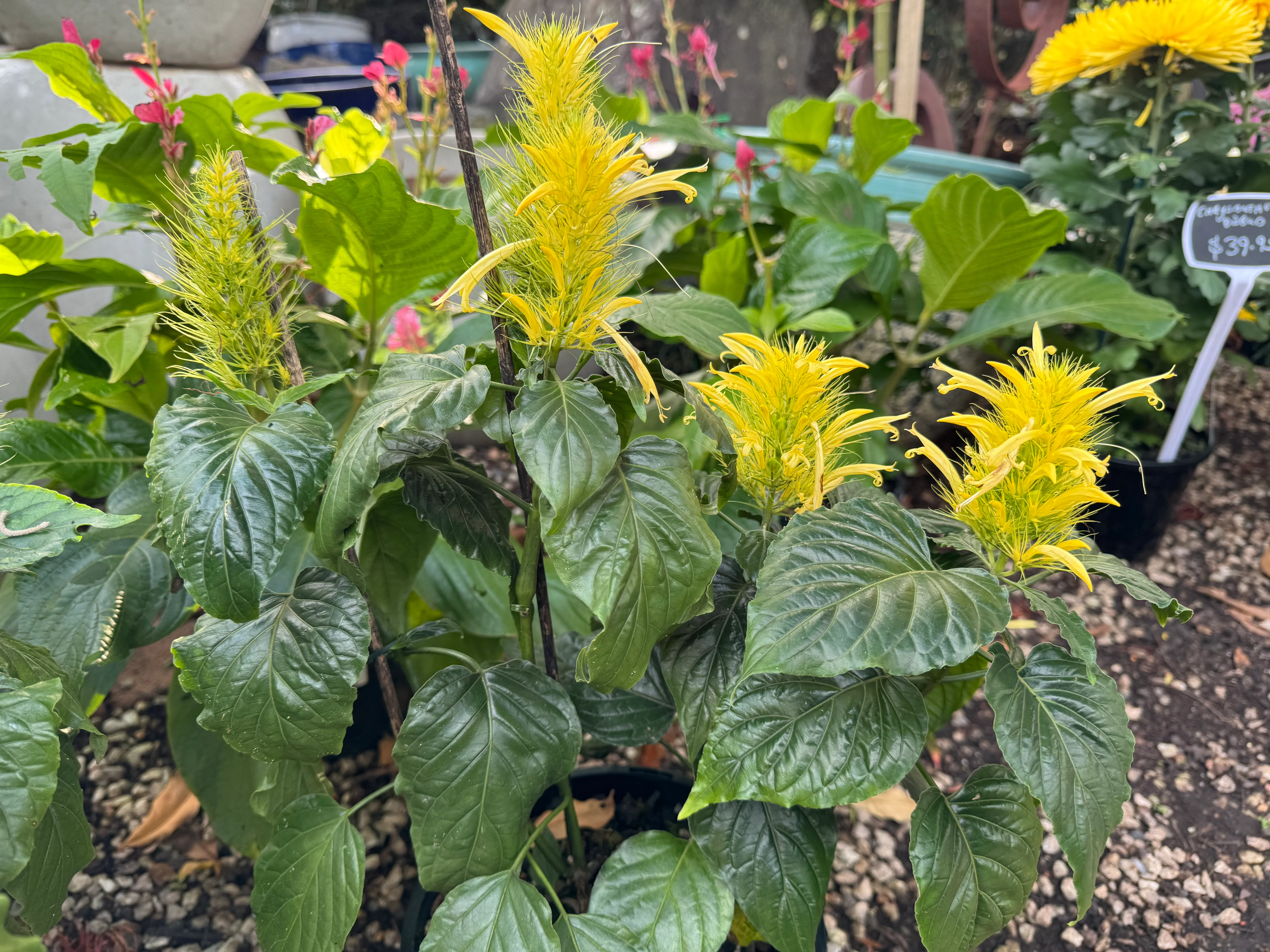 Schaueria flavicoma Golden Plume Flower (Dwarf Gold Flower Form) - Growing - Available Spring 2025 - Image 3