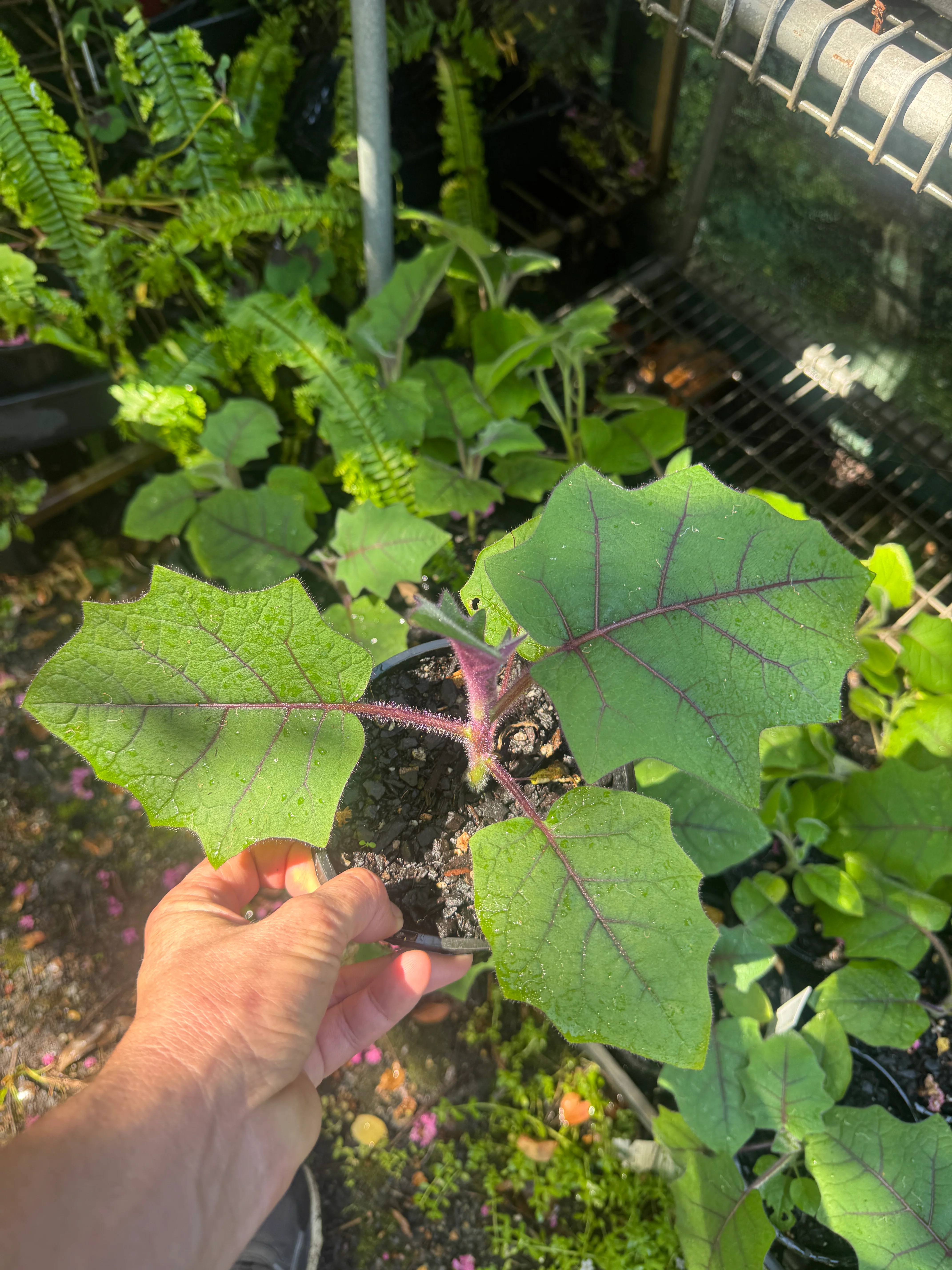 Solanum quitoense Golden Fruit Of The Andes or Naranjilla - Image 3