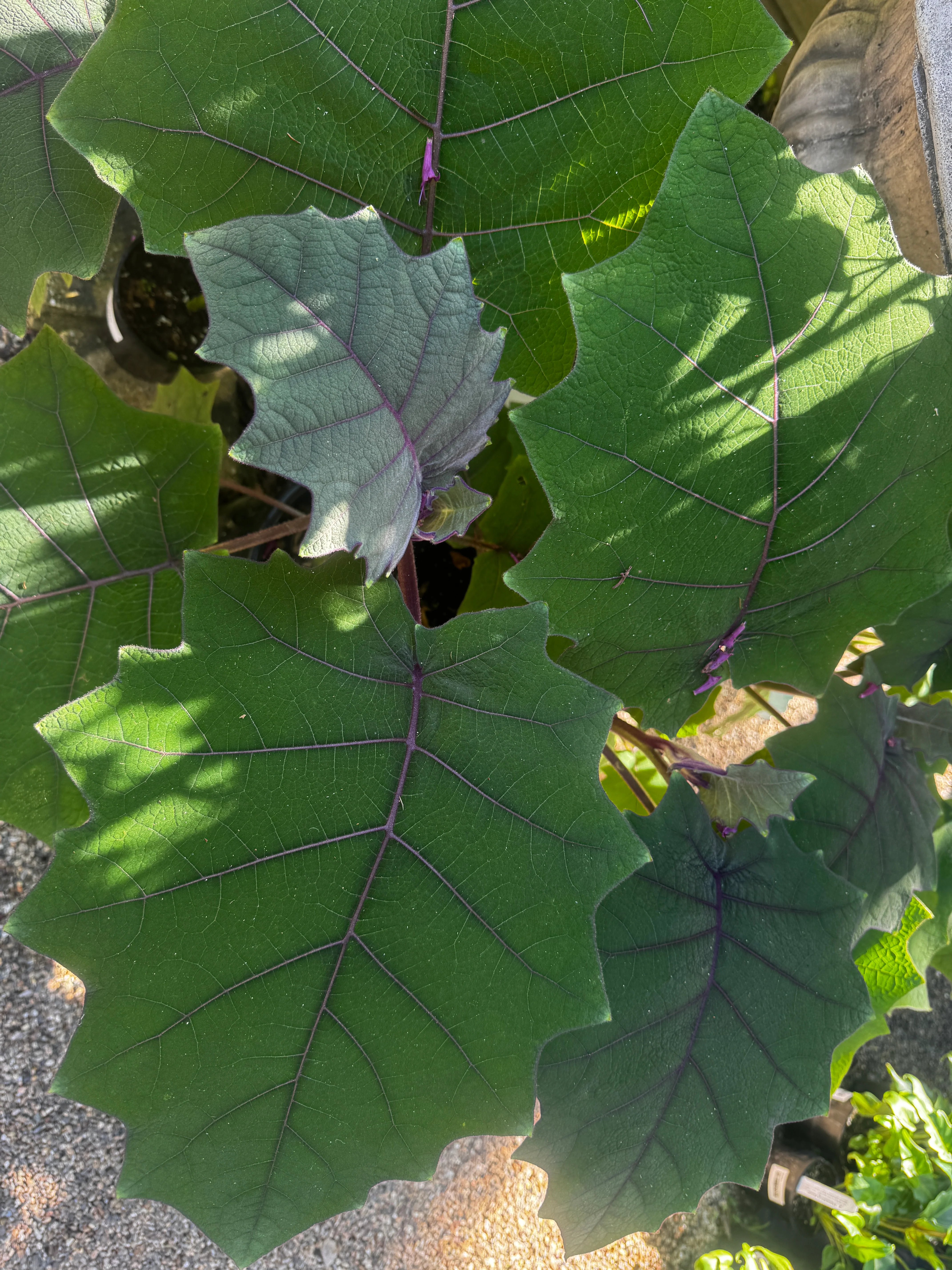 Solanum quitoense Golden Fruit Of The Andes or Naranjilla - Image 4